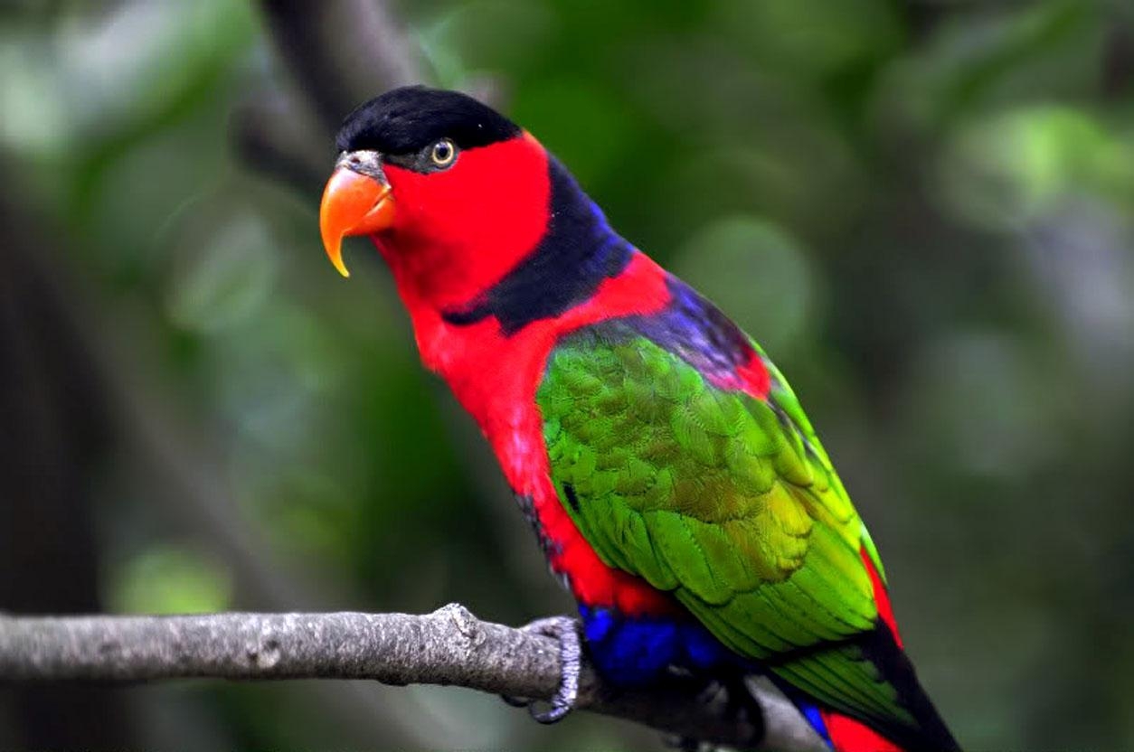 1260x840 Colorful Parrot Birds Image, Photo Wallpaper Download, Desktop