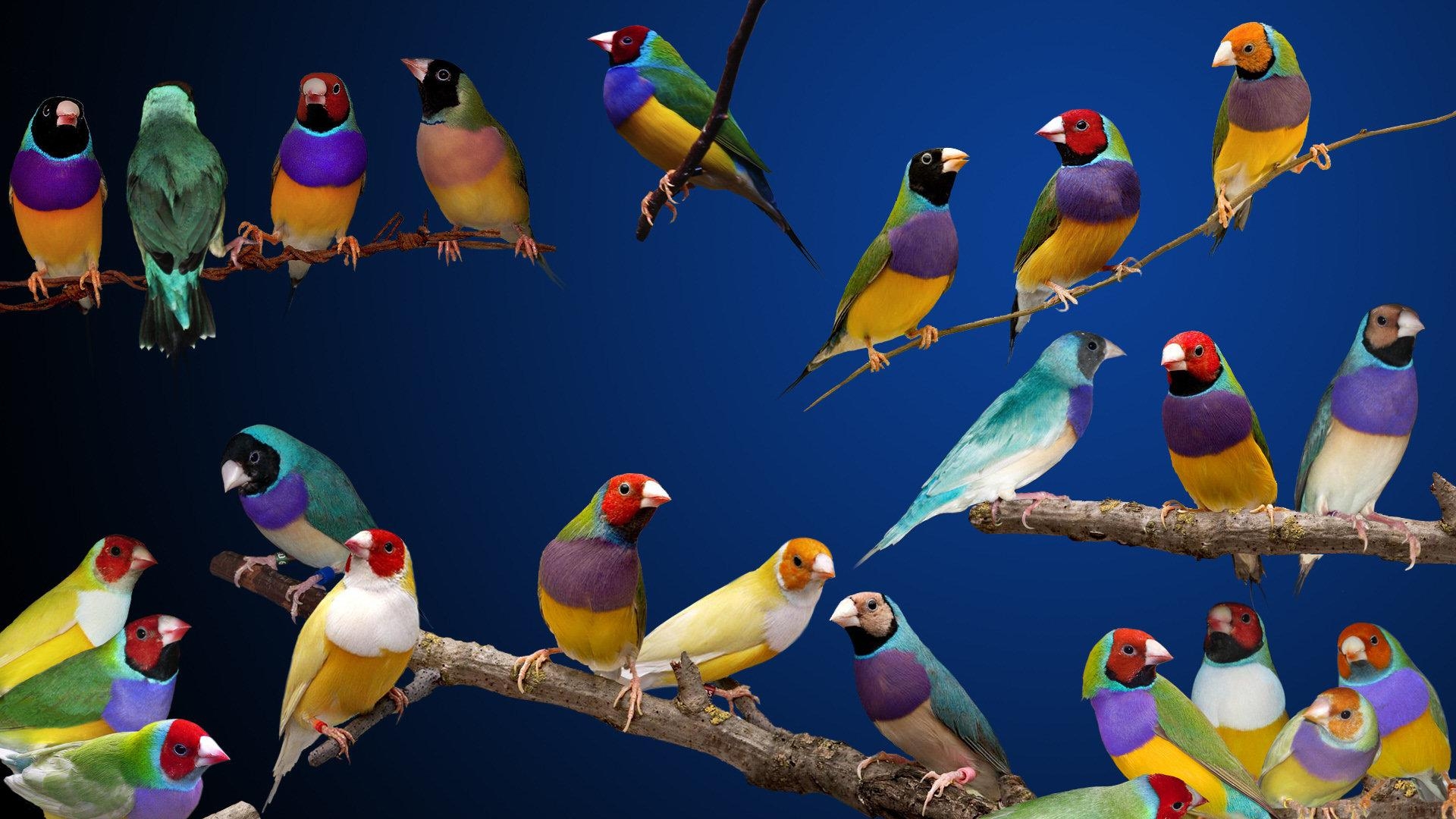 1920x1080 gouldian finches HD Wallpaper. Background Imagex1080, Desktop