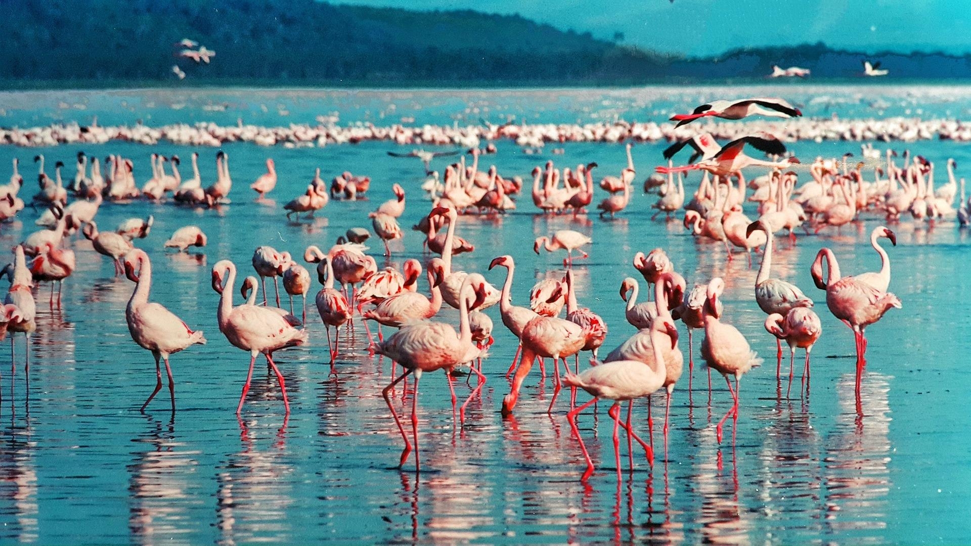 1920x1080 Lake Nakuru Express Tour Day Tour from Nairobi. TIKETI TOURS, Desktop