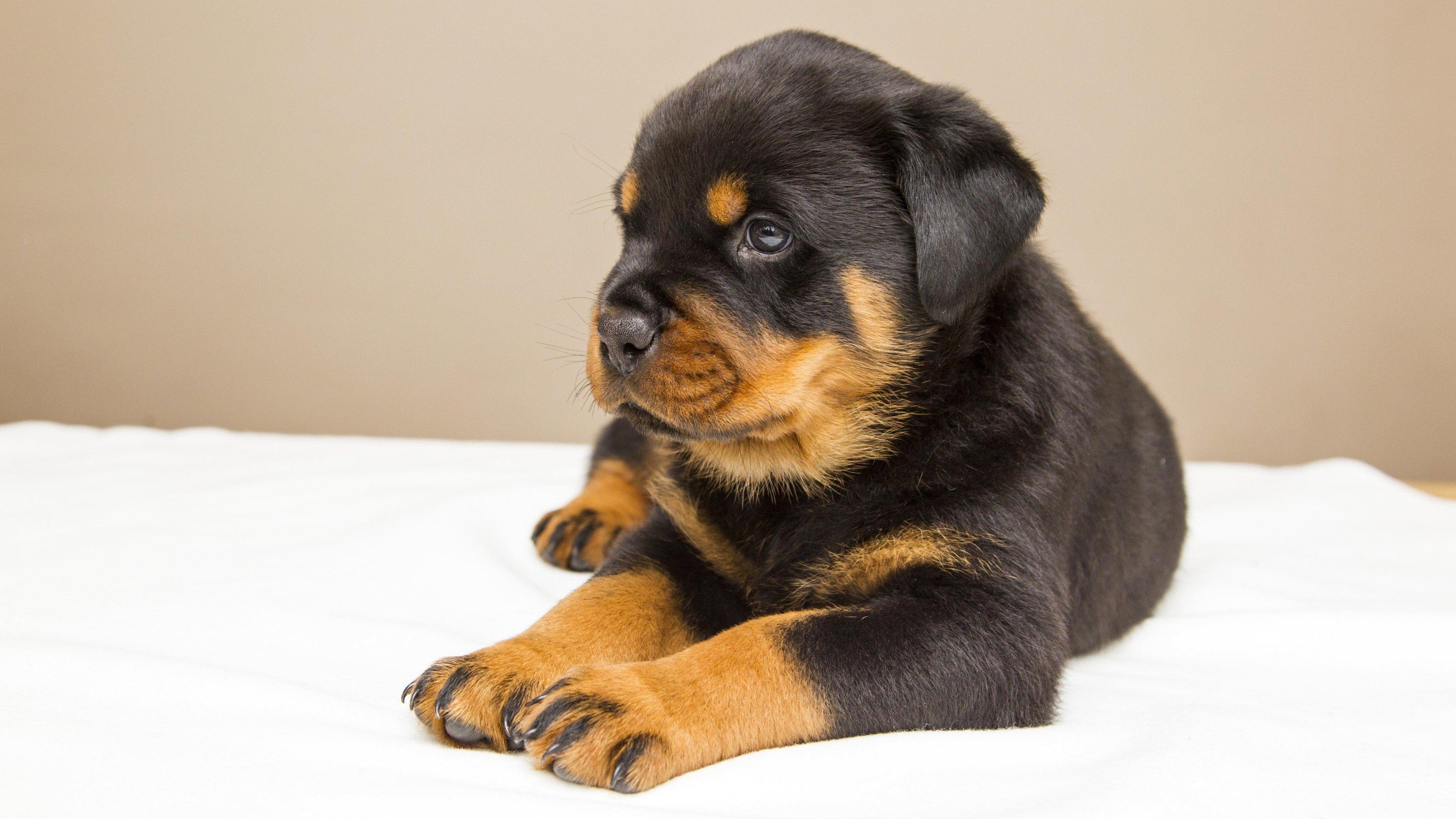 3840x2160 Rottweiler Puppy Wallpaper, Android & Desktop Background, Desktop