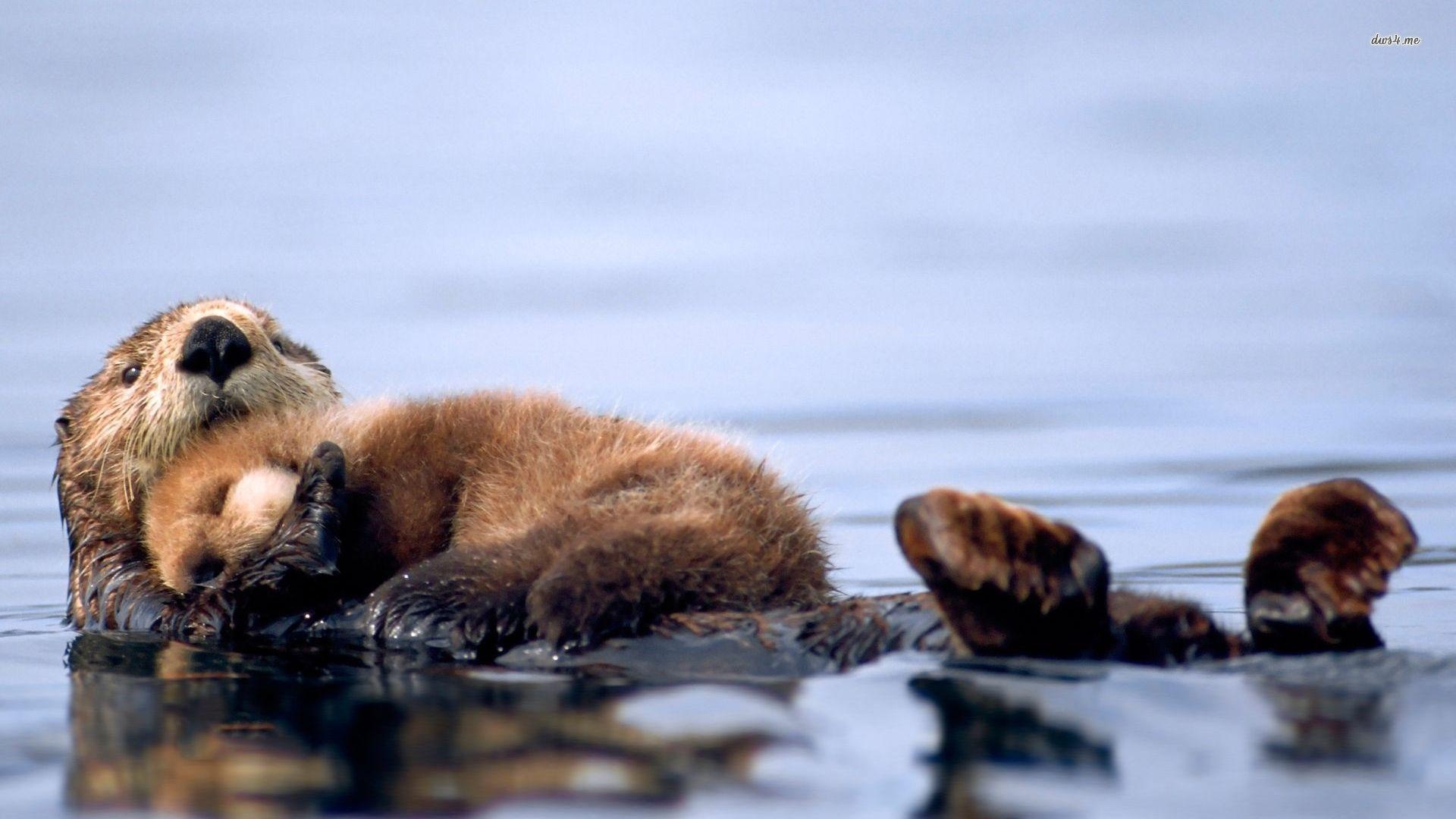 1920x1080 Baby Beaver Wallpaper Planent, Desktop