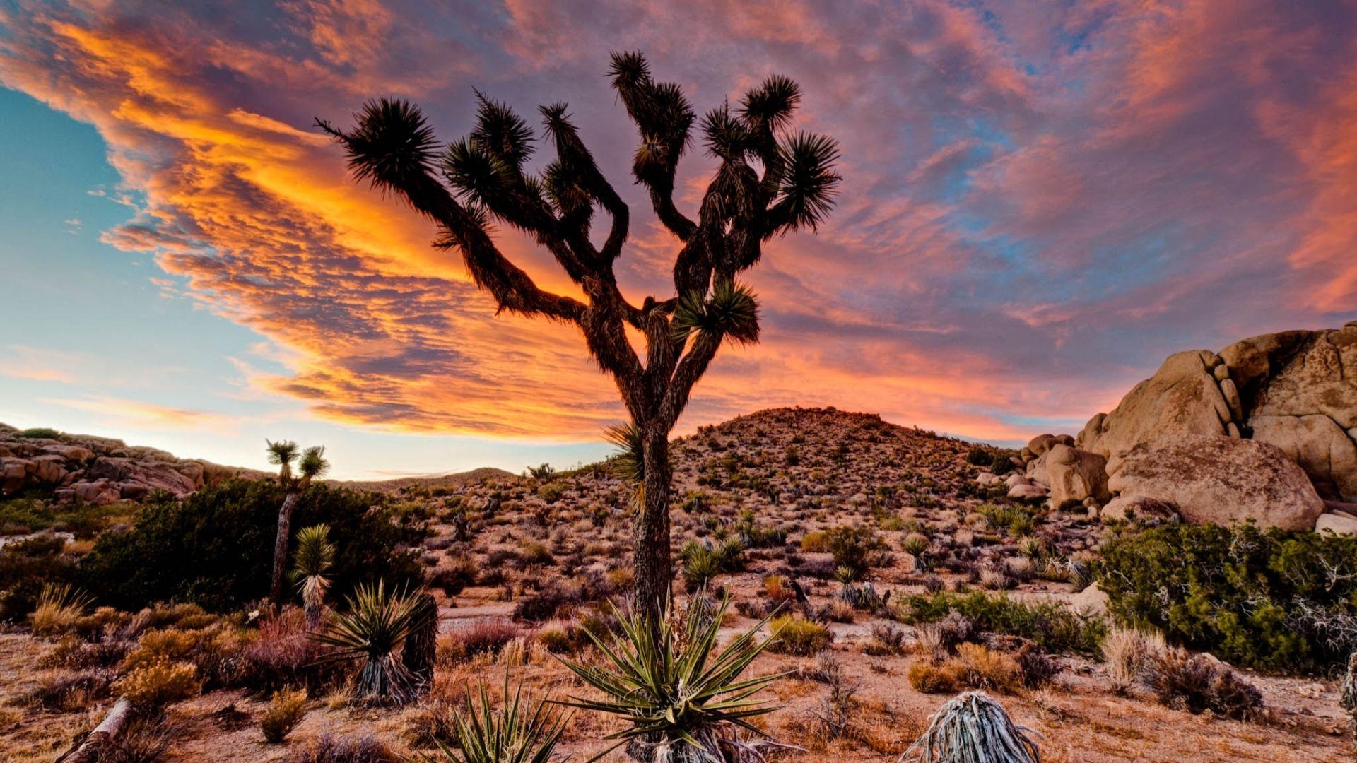 1920x1080 Joshua Tree National Park HD Wallpaper HD Wallpaper, Desktop