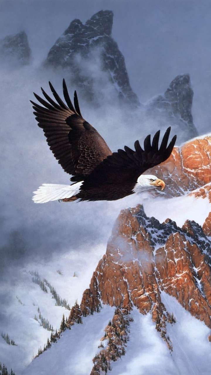 720x1280 Full HD Eagle Wallpaper iPhone, Phone