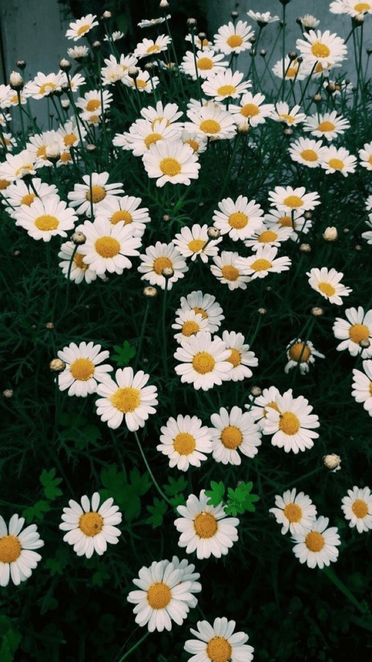 750x1340 Yellow Aesthetic Daisy Wallpaper.novocom.top, Phone