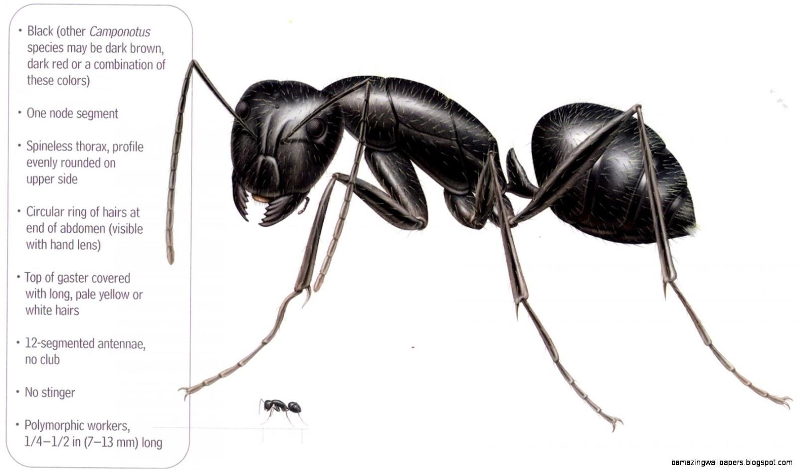 1600x950 Black Ants Vs Carpenter Ants, Desktop