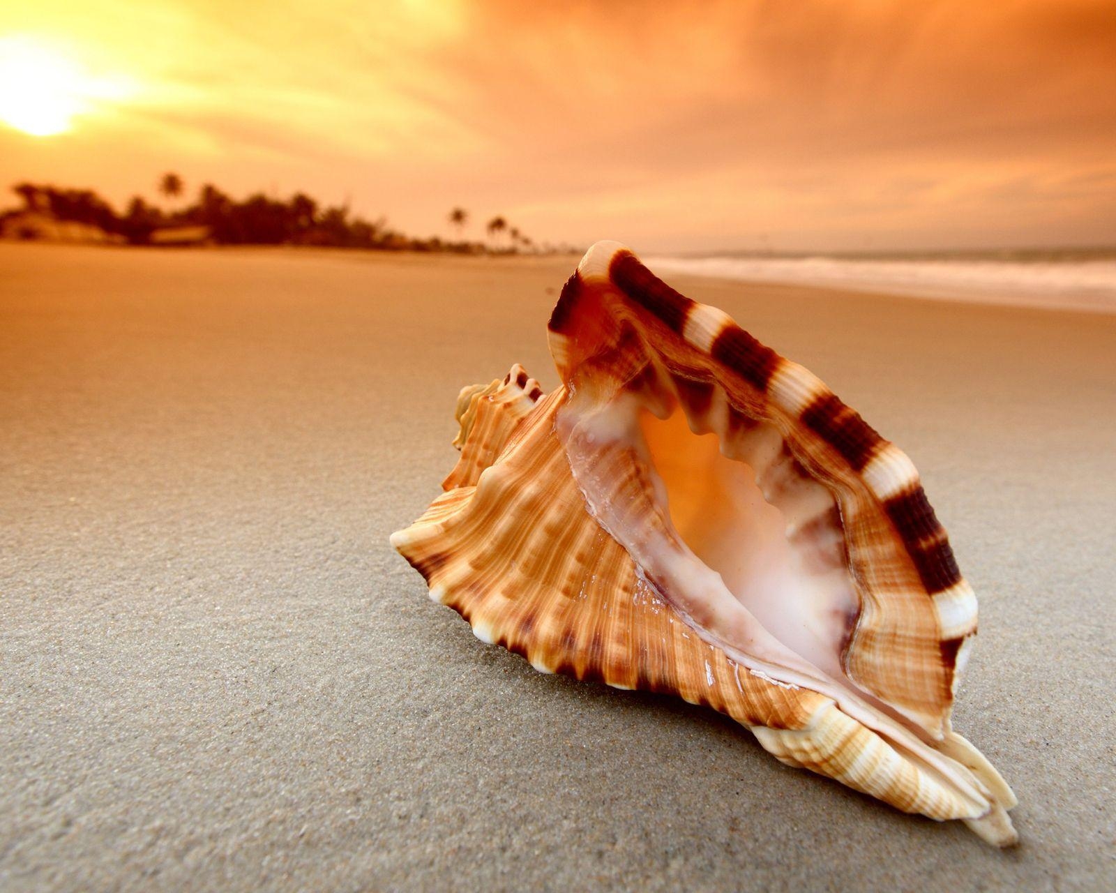 1600x1280 WallpaperMISC Sunset Shell HD Wallpaper 8 X 1280, Desktop