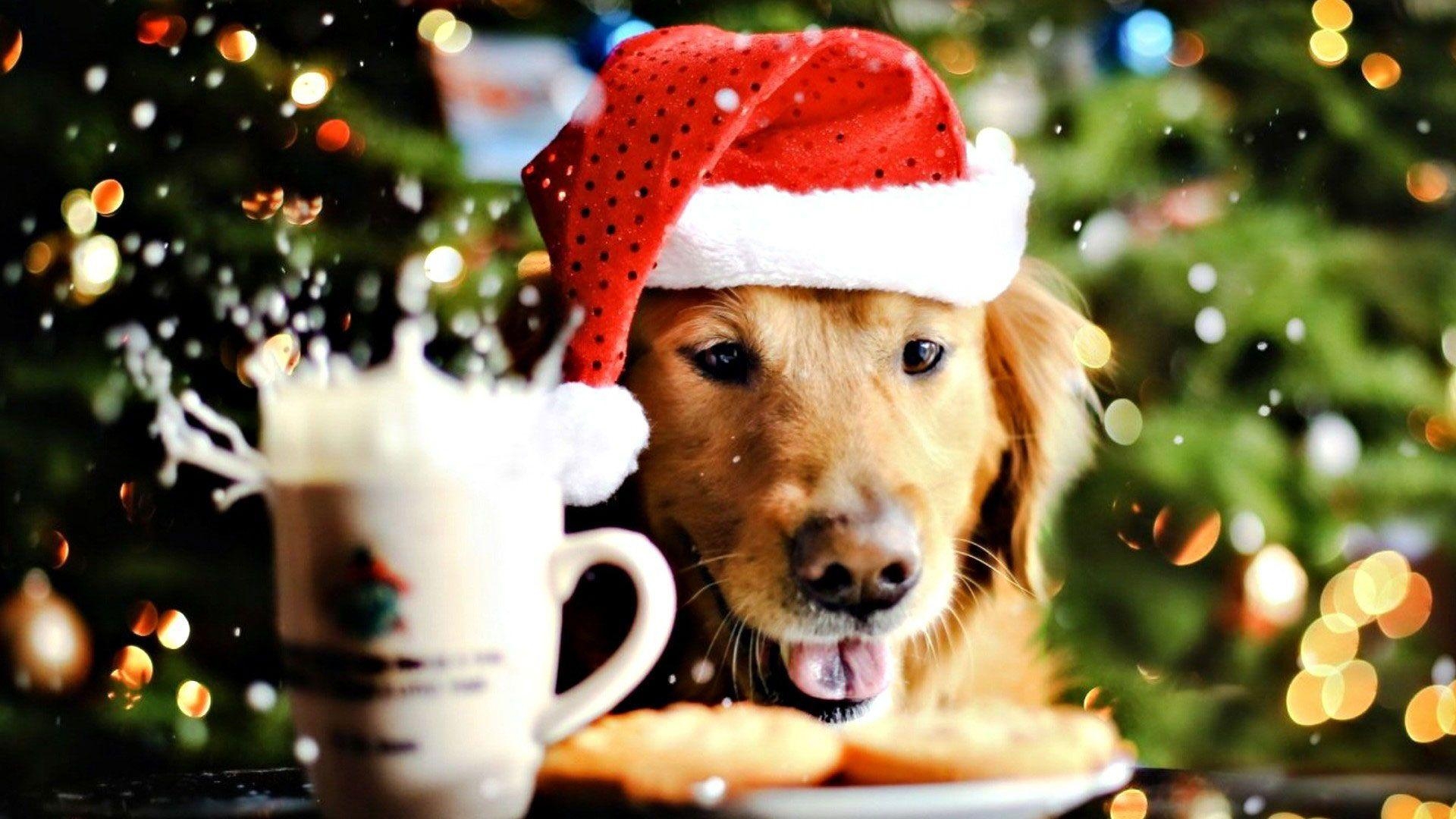 1920x1080 CHRISTMAS PUPPY Dogs Animals Background Wallpaper on Desktop, Desktop