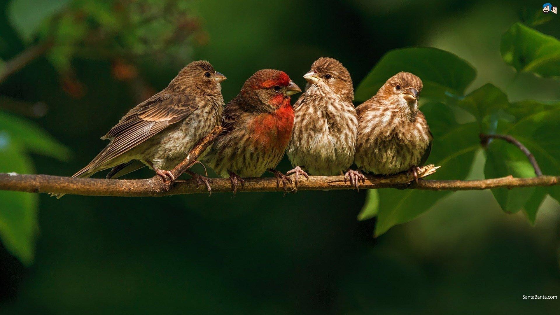 1920x1080 finch, Bird, Finches, 8 Wallpaper HD / Desktop and Mobile, Desktop