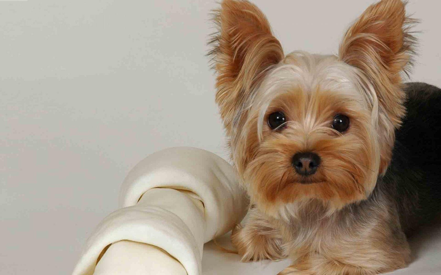 1680x1050 Free Yorkie Wallpaper for Desktop, Desktop