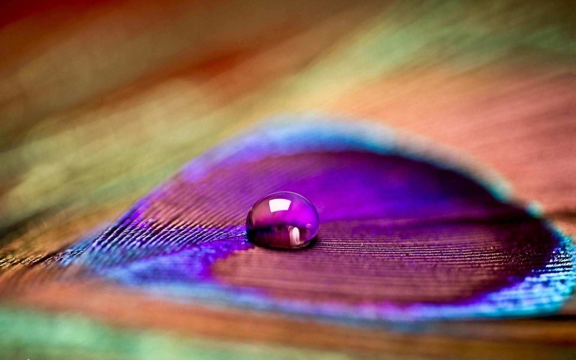 A drop of water on a peacock feather, Desktop Wallpaper, Full HD