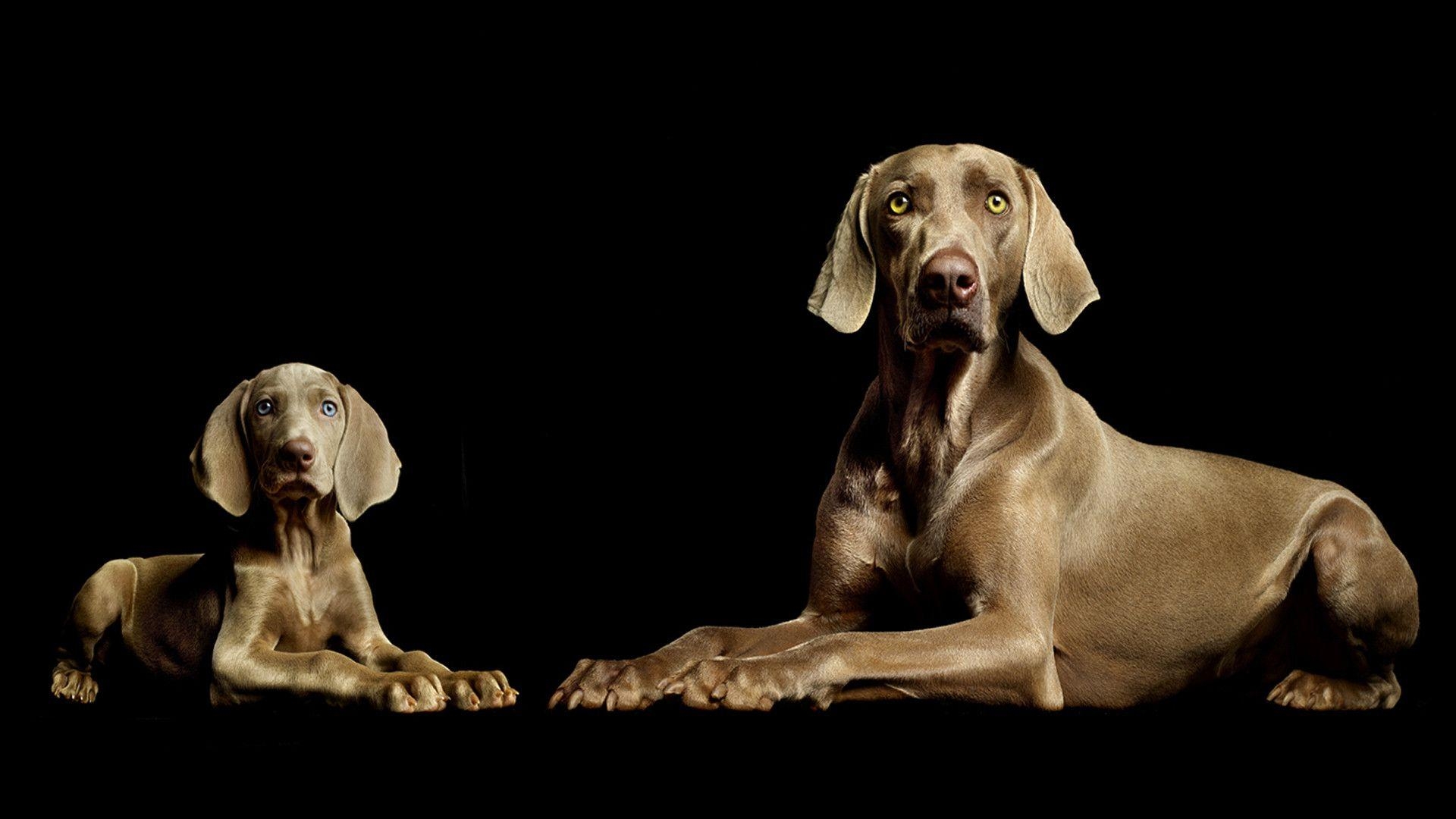 1920x1080 Weimaraner Computer Wallpaper, Desktop Background  Id, Desktop