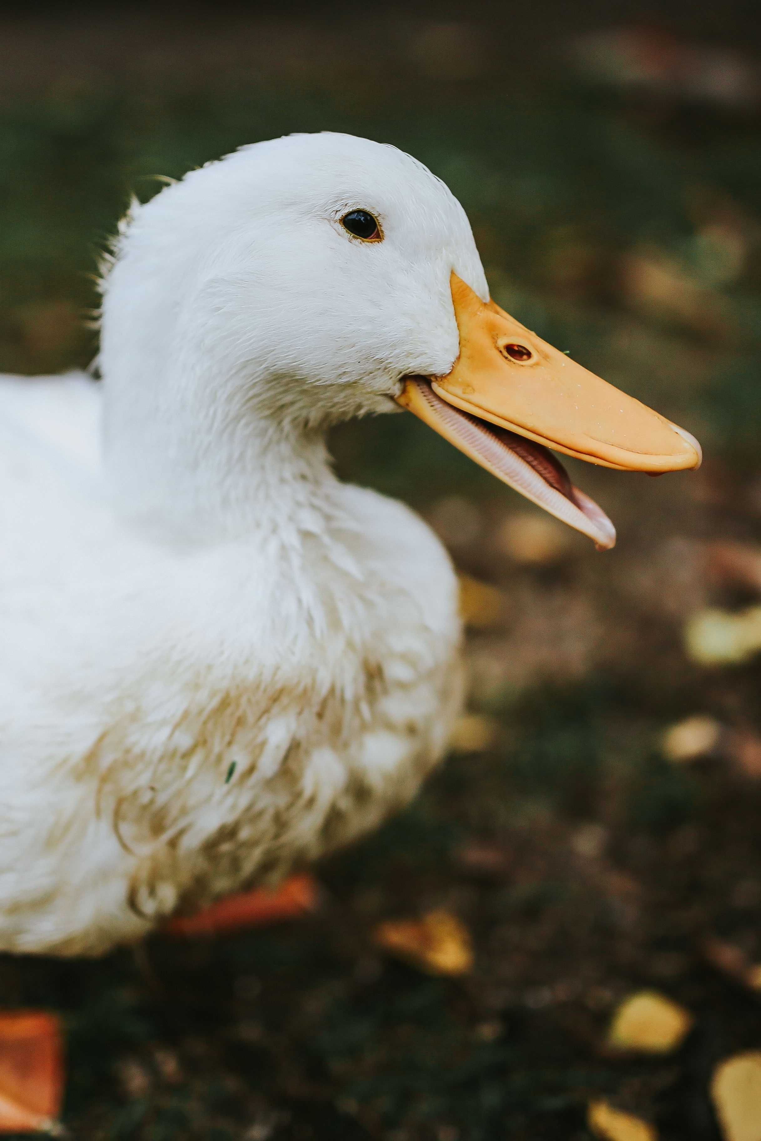 2440x3650 Cute white duck Wallpaper Download, Phone