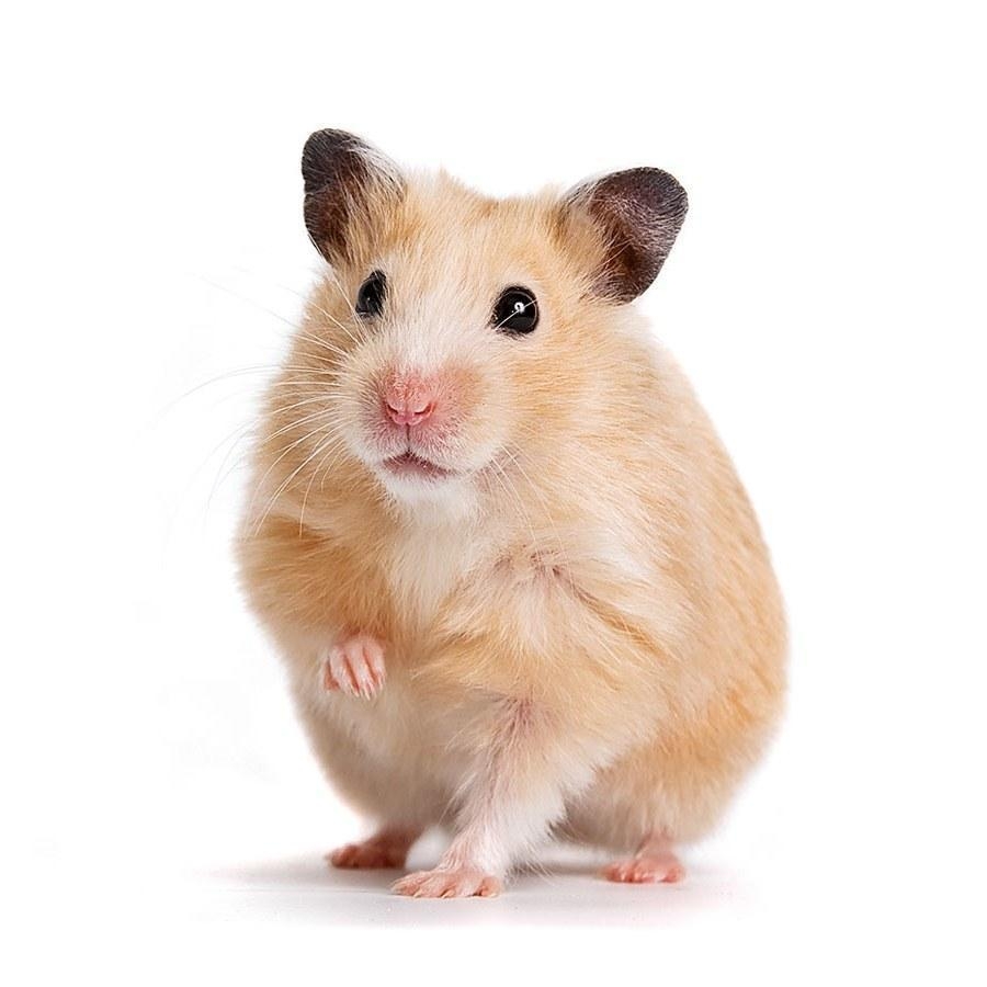 900x900 funny hamster wallpaper for Android, Phone