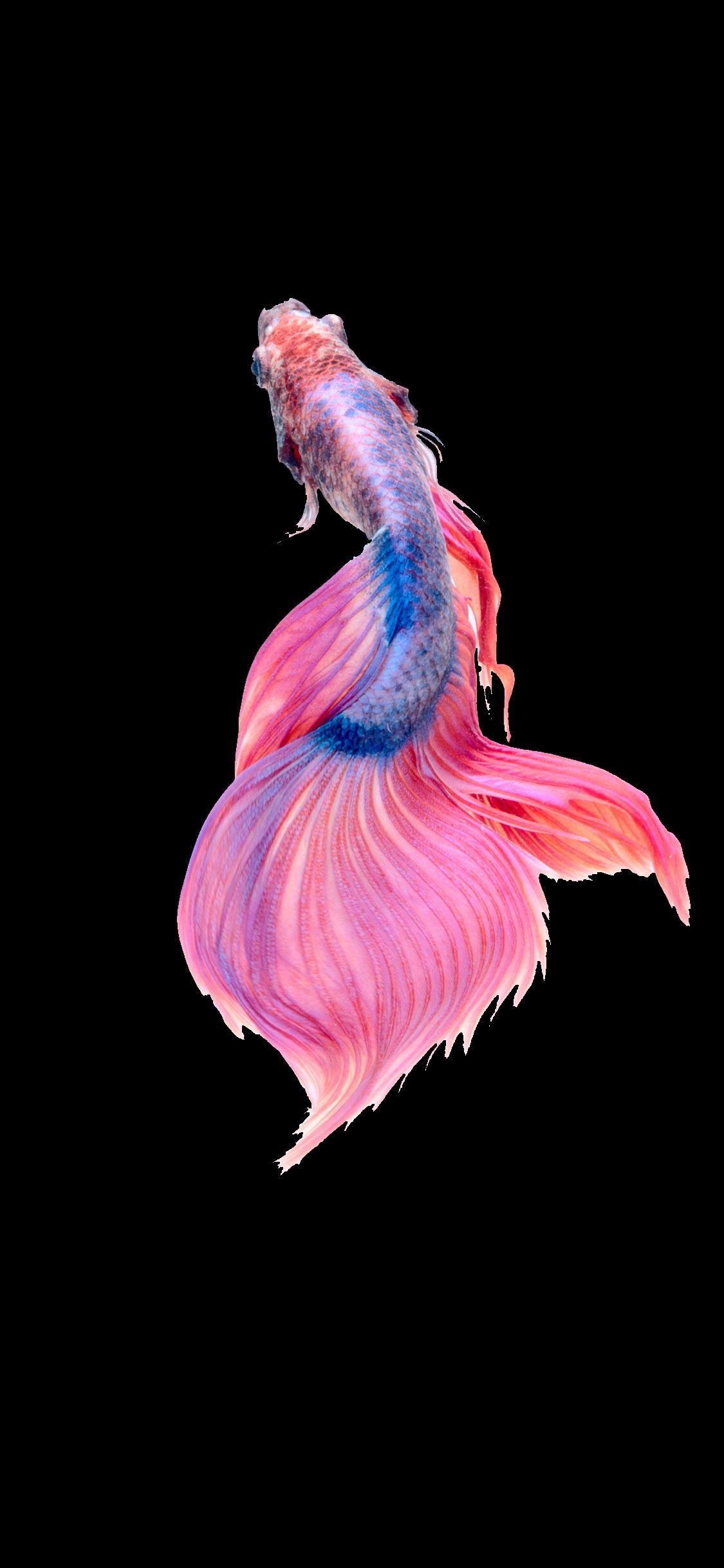 1130x2440 Pink Fish iPhone Wallpaper Free Pink Fish iPhone, Phone