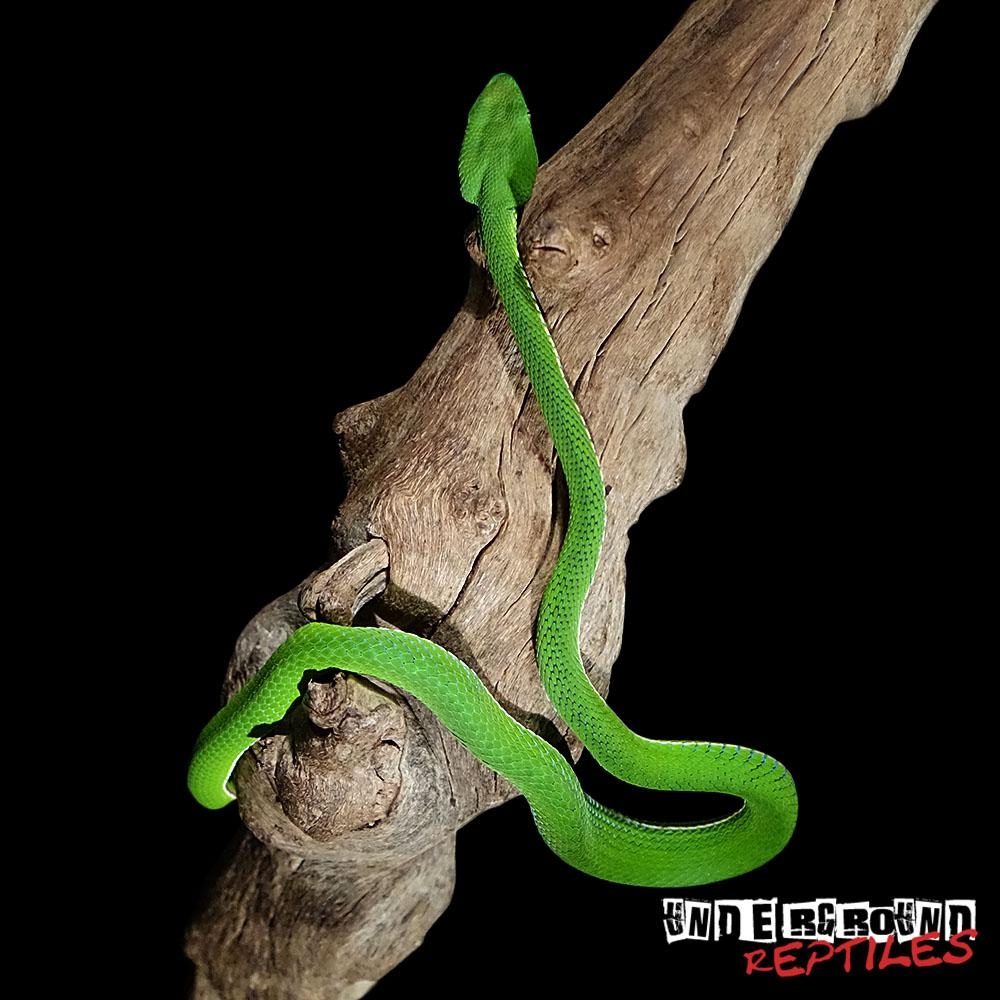 1000x1000 For Sale VOGELI'S BAMBOO PIT VIPER, Phone