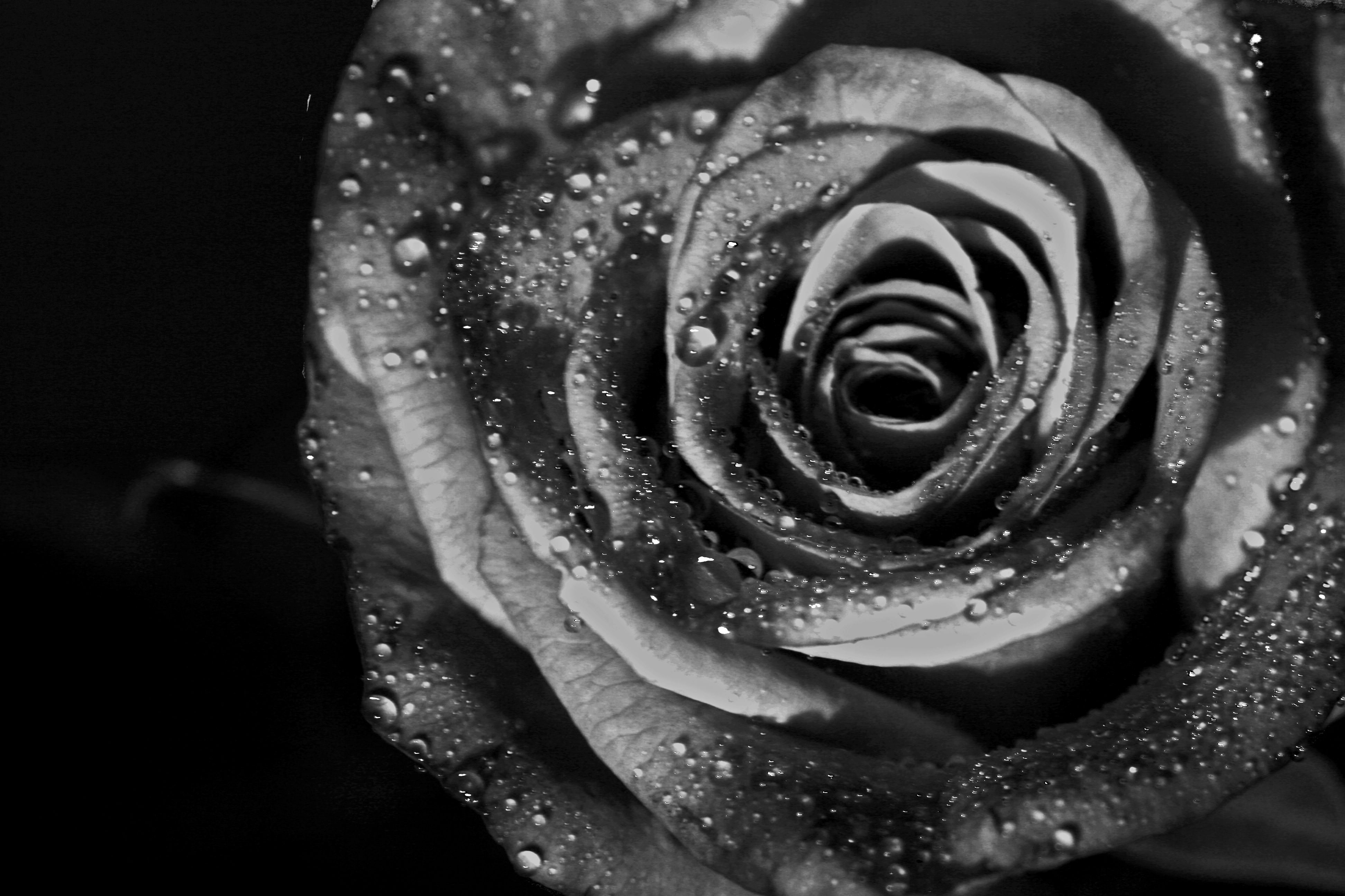 3890x2600 Free download Black Roses Wallpaper amp Picture [] for your Desktop, Mobile & Tablet. Explore Black Rose Wallpaper. Black And White Rose Wallpaper, Black Rose Desktop Wallpaper, Dark Red Roses Wallpaper, Desktop