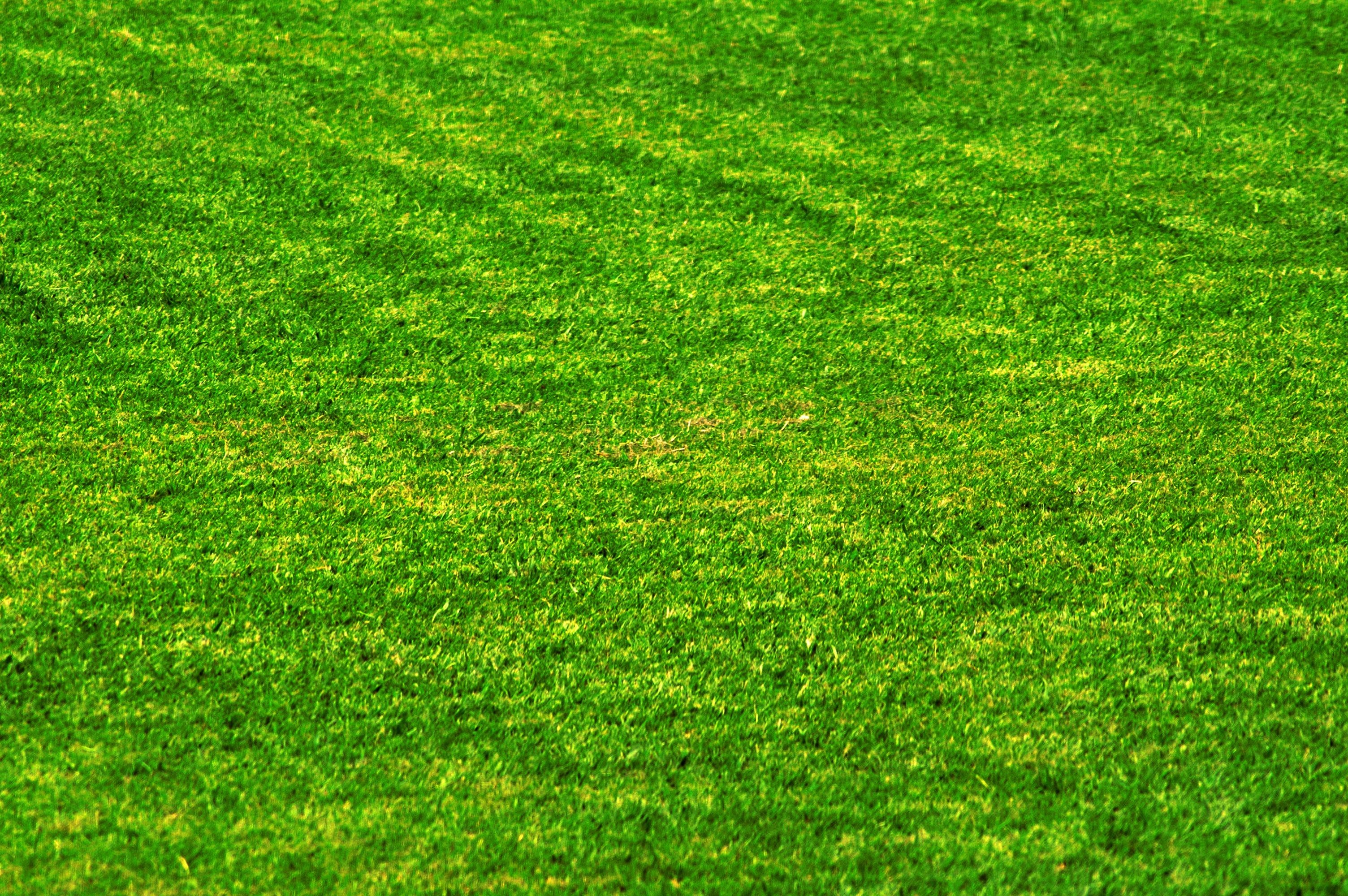 3010x2000 HD Grass Wallpaper, Desktop