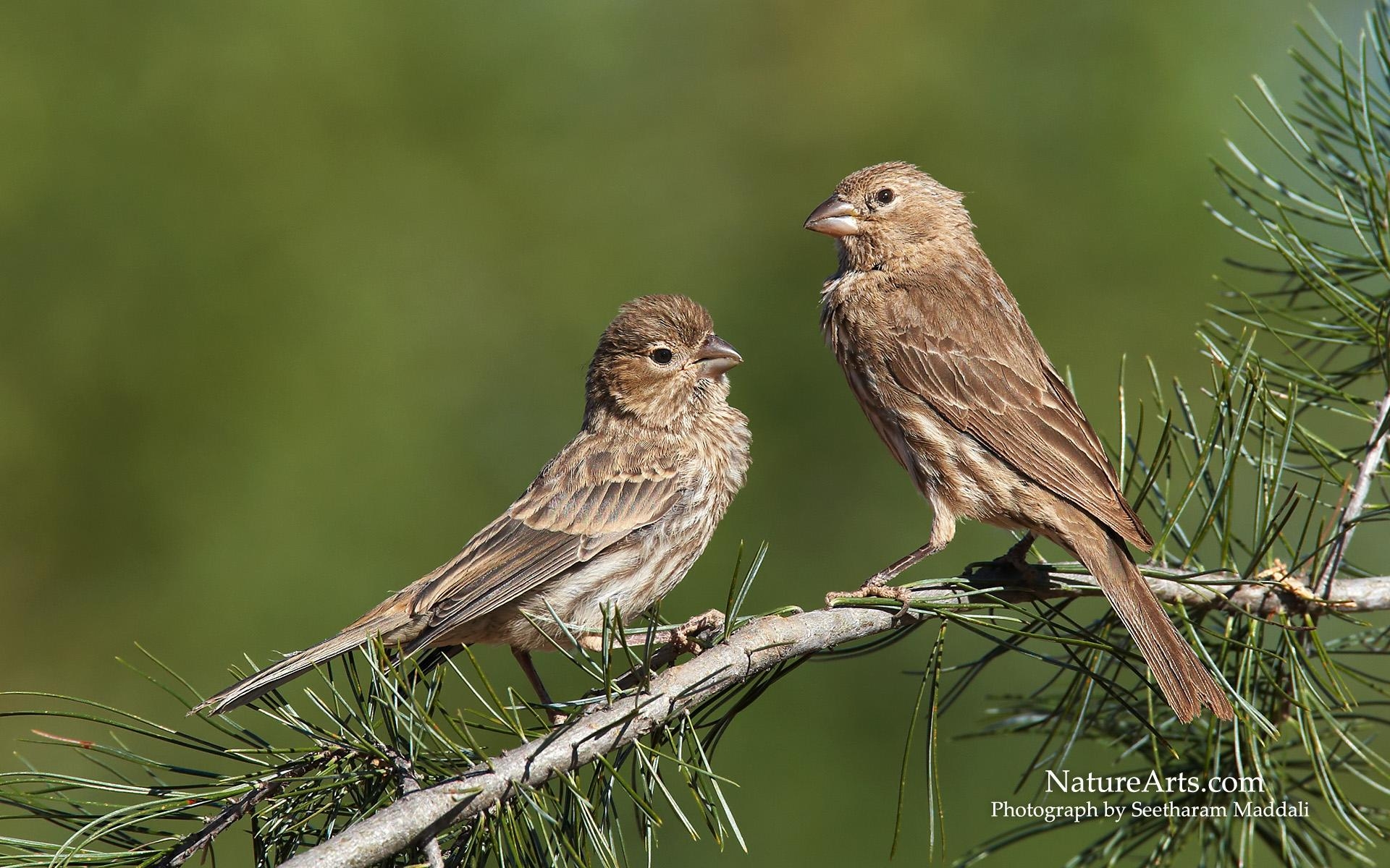 1920x1200 House Finch Wallpaper. Wonder, Desktop