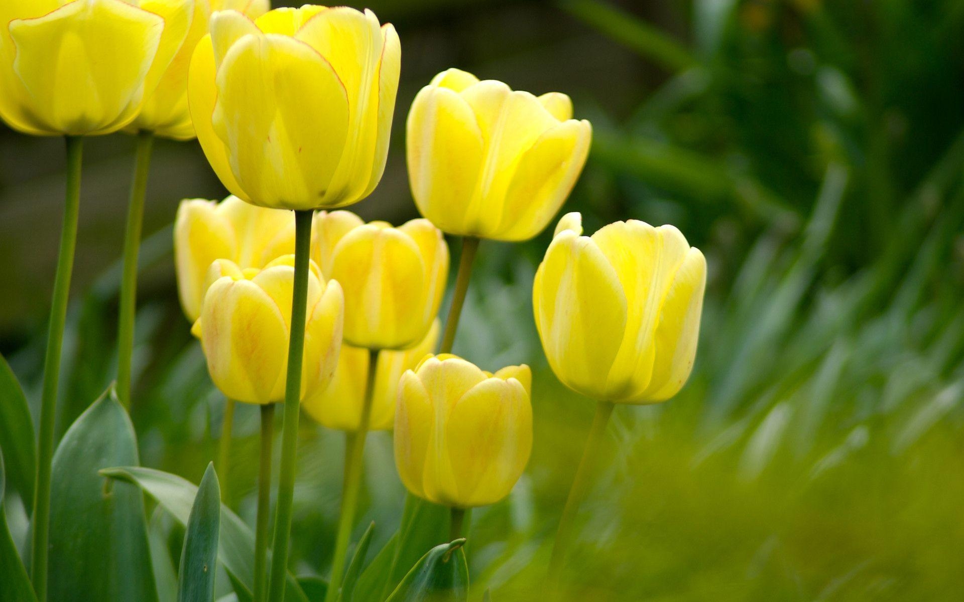 1920x1200 Tulip Flower Desktop Wallpaper. Free Download Tulip HD, Desktop