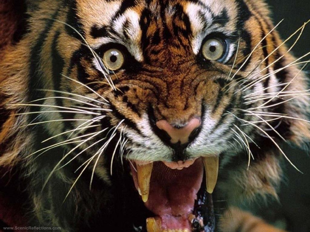 1030x770 Ferocious Tiger wallpaper image. Yikes!! Check out this Fer, Desktop