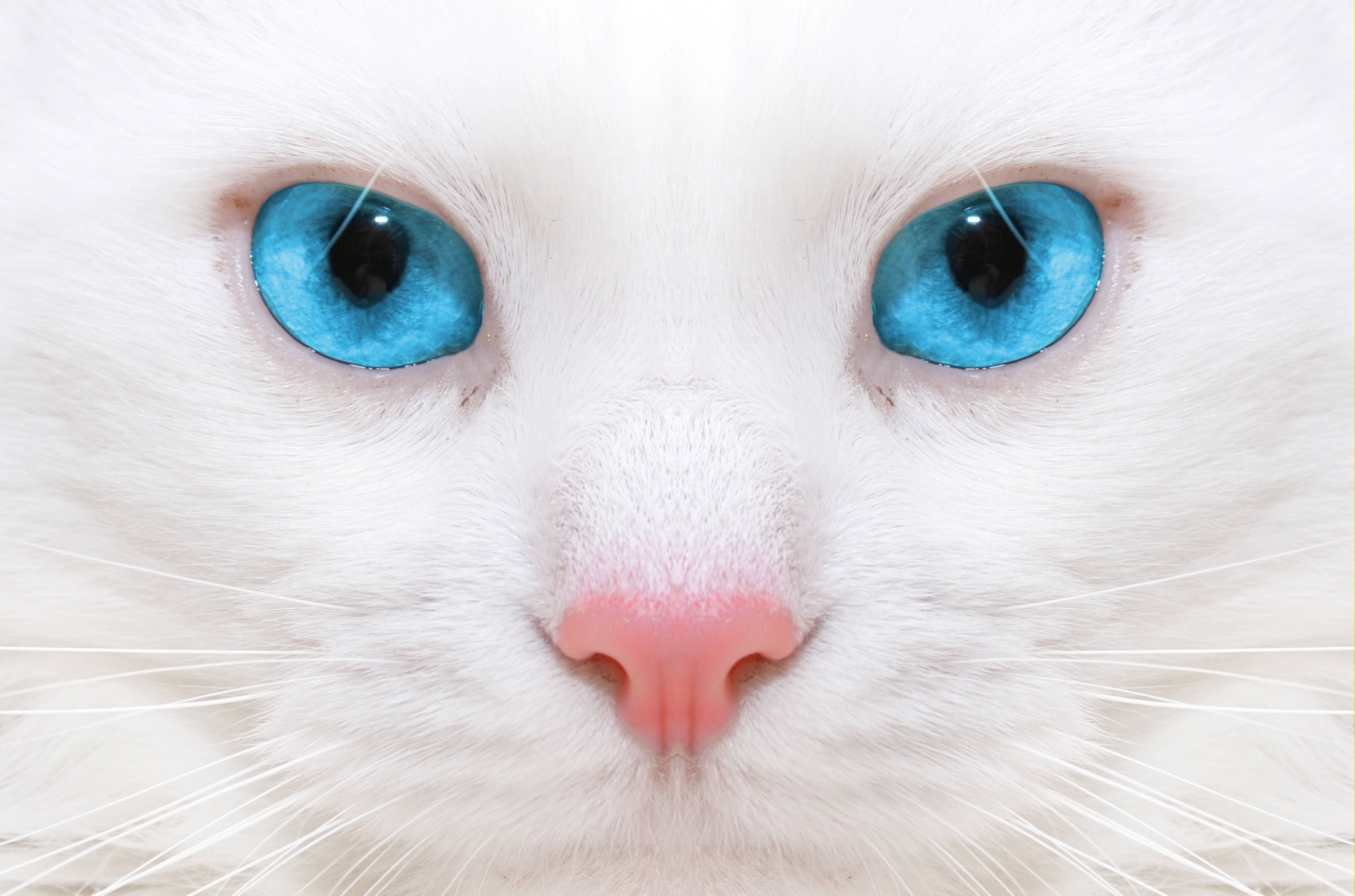 5200x3440 White cat with blue eyes close up wallpaper and image, Desktop