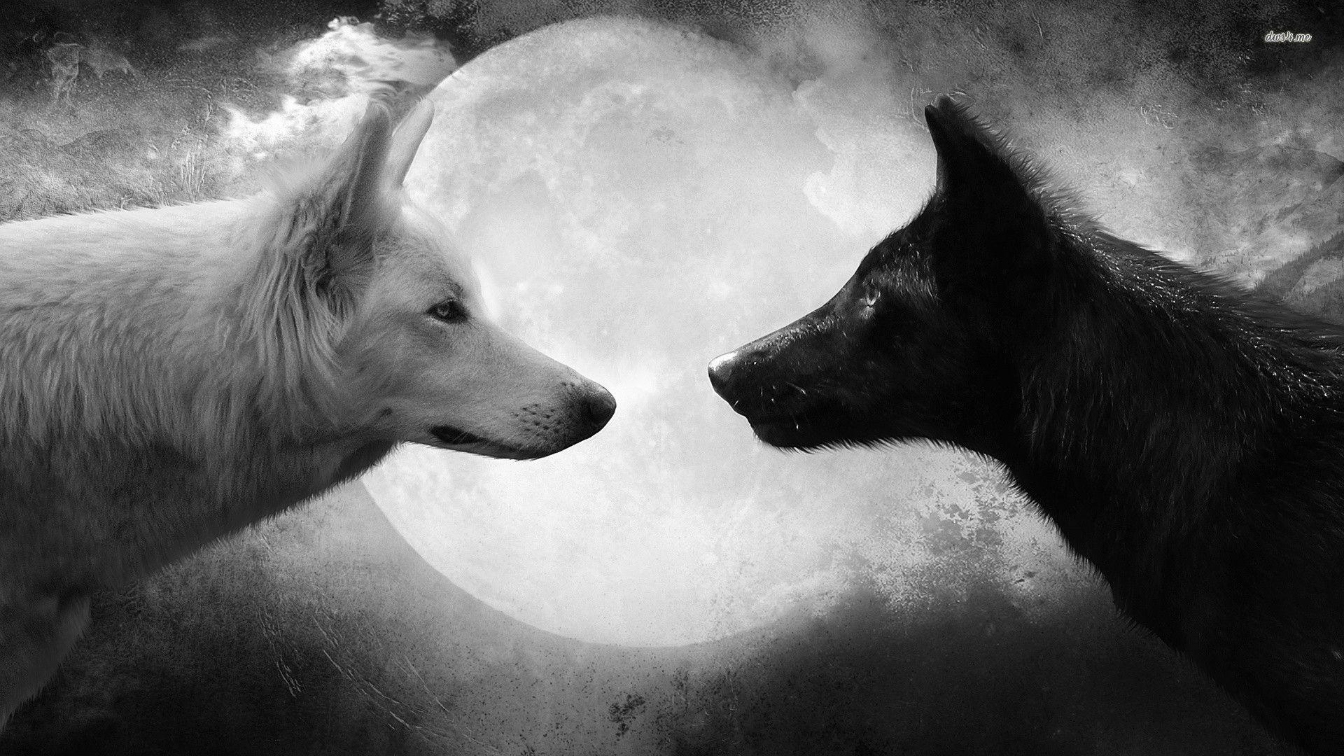 1920x1080 19358 A Black And A White Wolf, Desktop