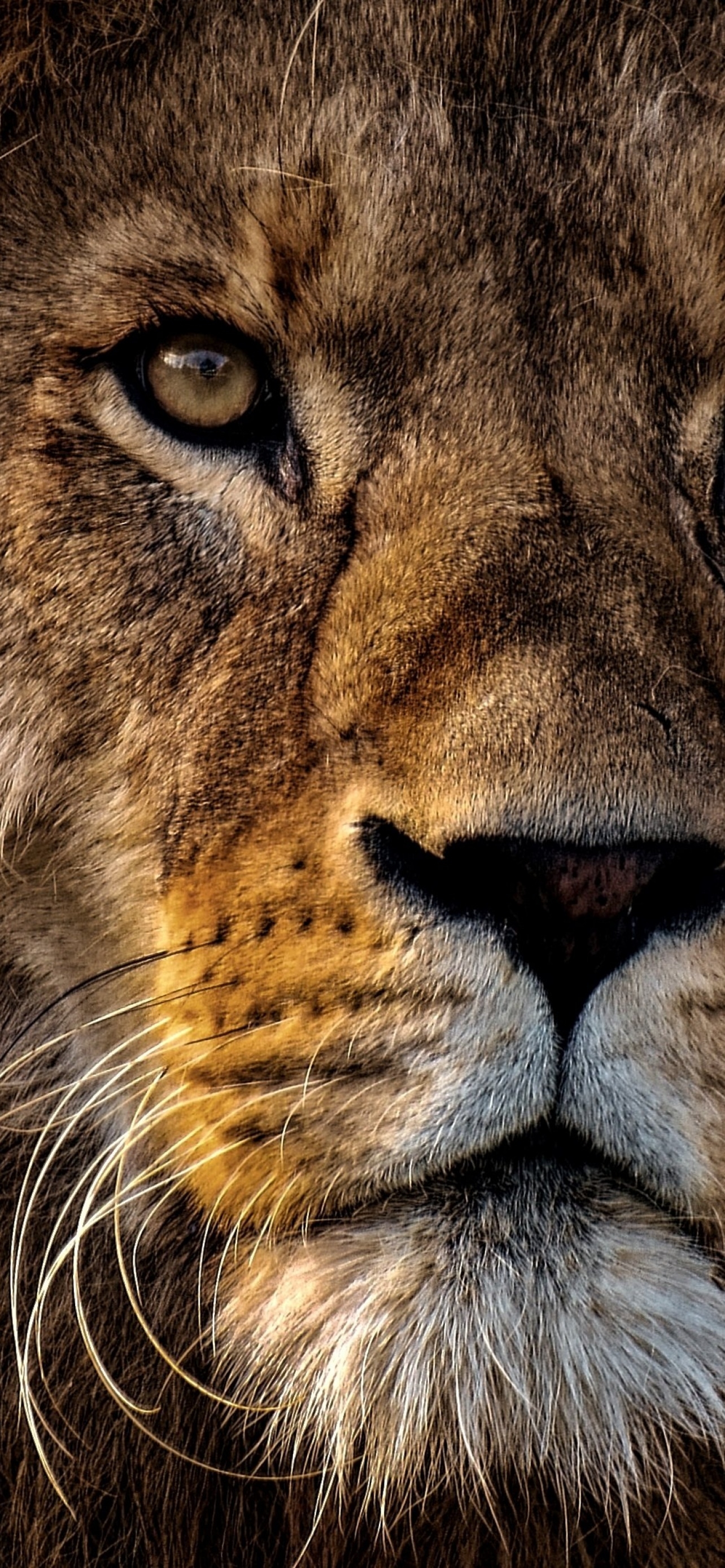 1290x2780 African Lion Wallpaper 4K, Big cat, Dangerous, Wild animal, Portrait, Animals, Phone