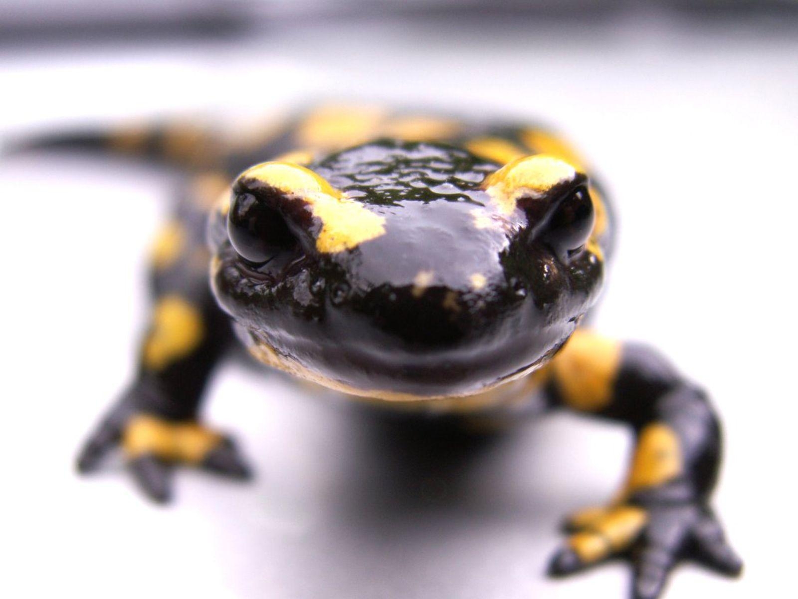 1600x1200 Salamander Wallpaper Animal Spot, Desktop