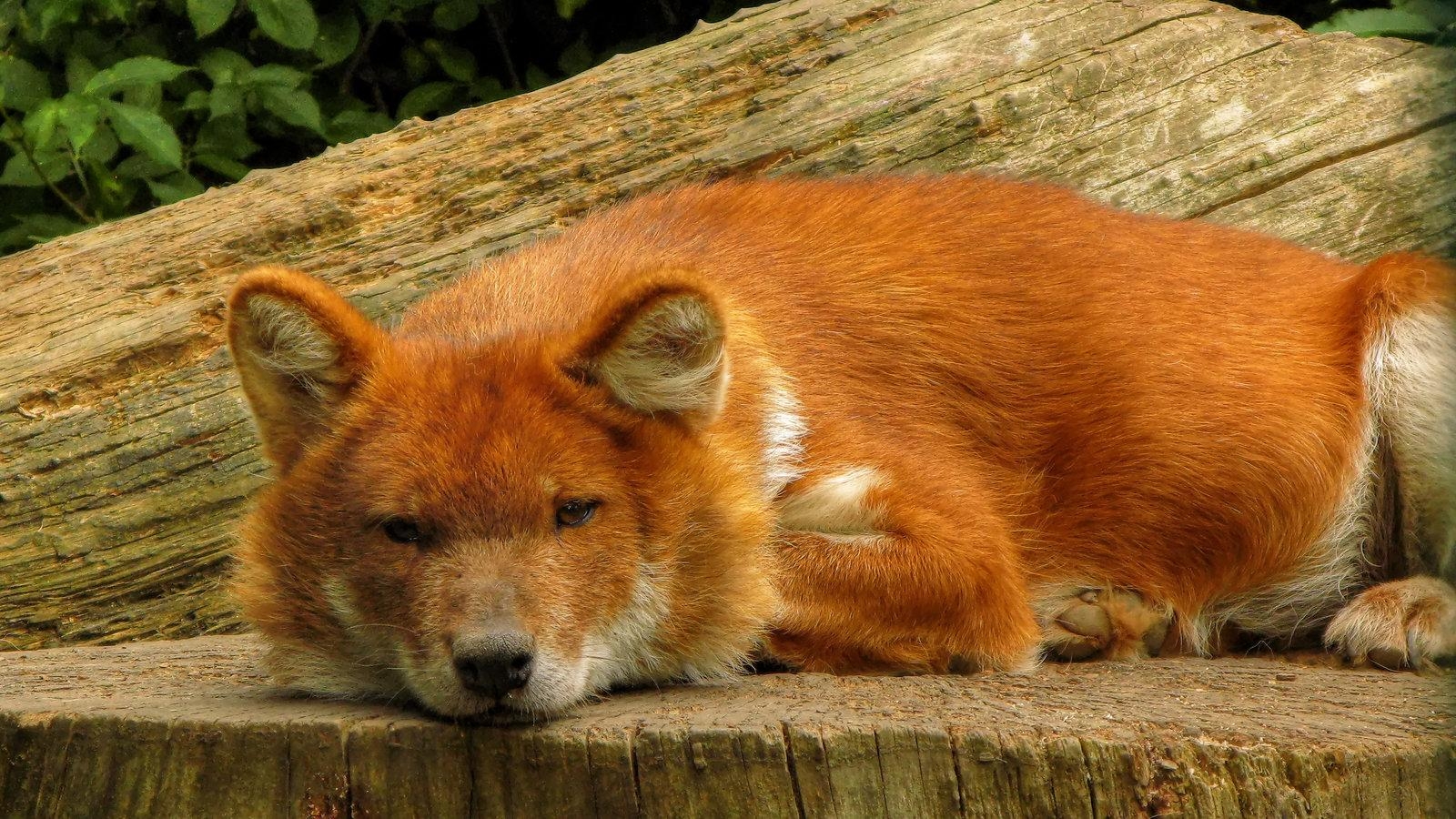 1600x900 Dhole Wallpaper. Dhole Wallpaper, Desktop