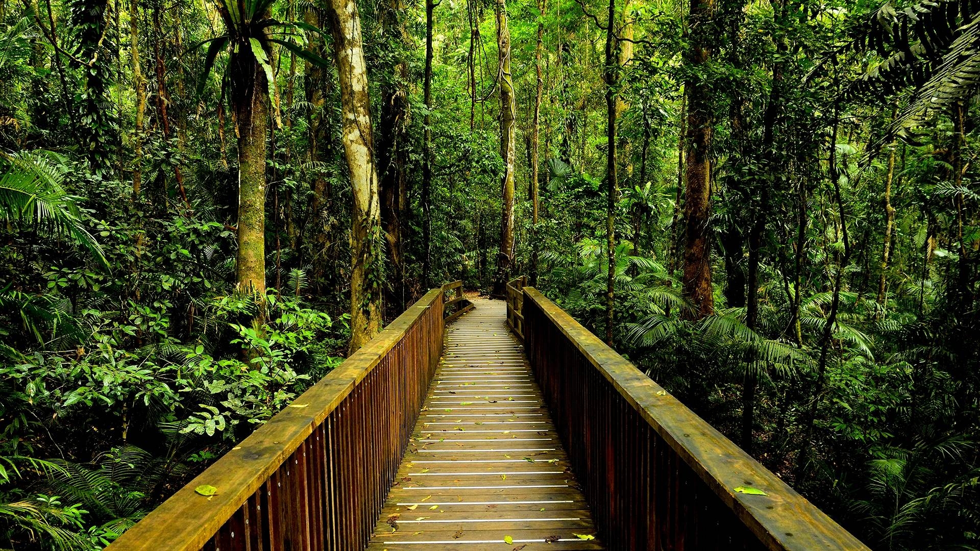 1920x1080 HD Rainforest Walkway Wallpaper, Desktop