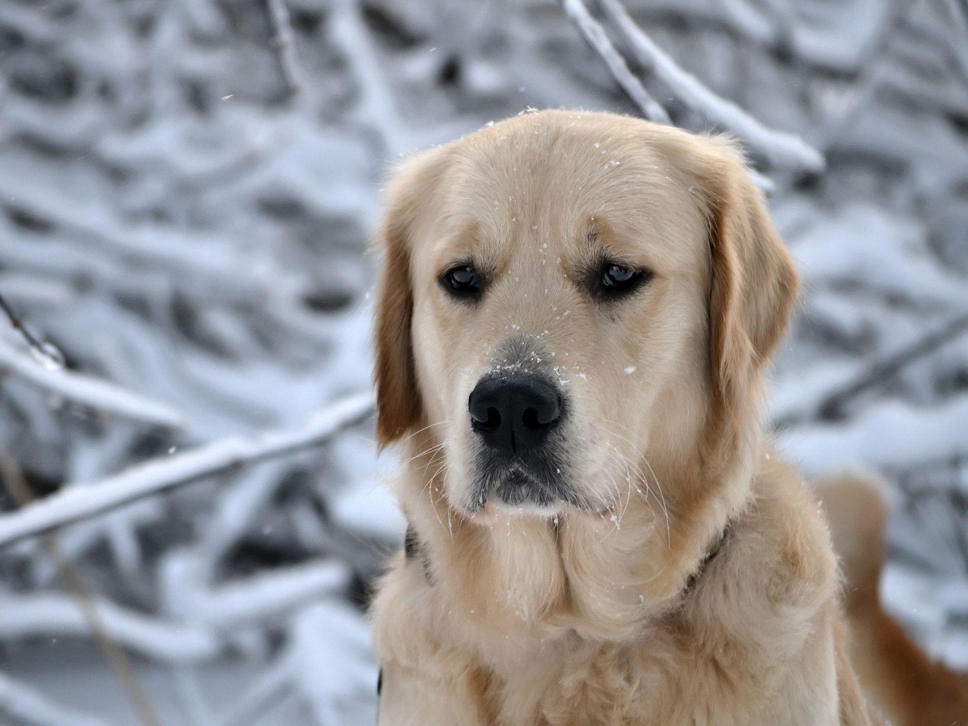 1920x1440 Sad Labrador Wallpaper, Desktop