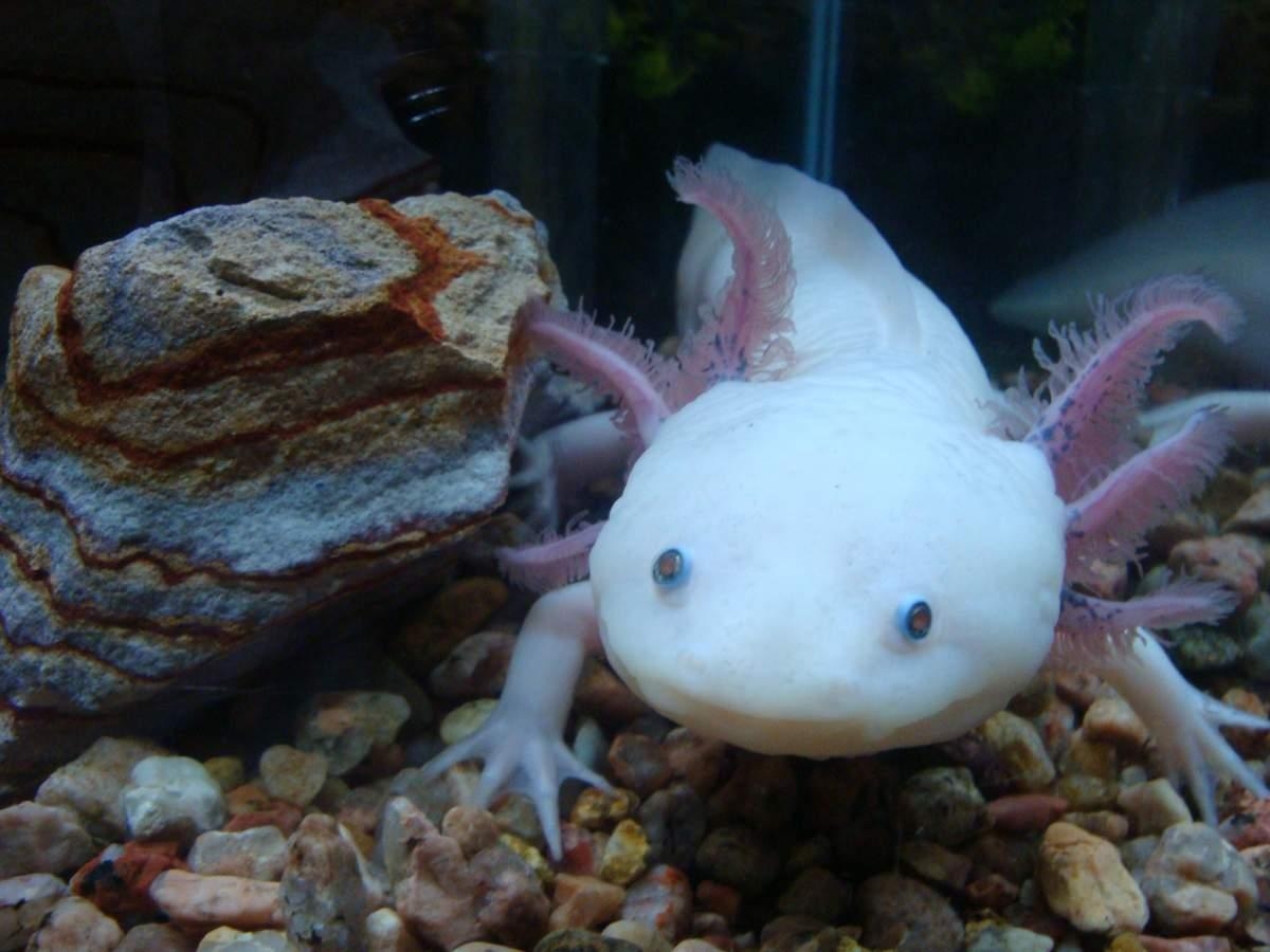 1200x900 Axolotl Wallpaper, Desktop