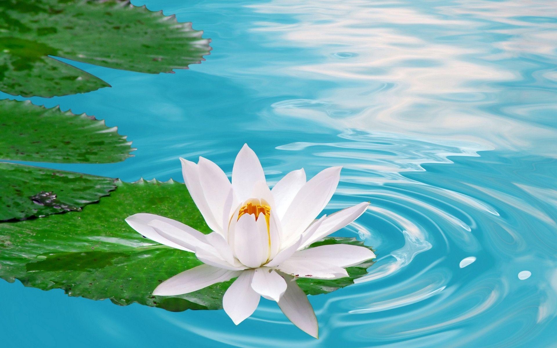 1920x1200 lotus flower wallpaper, Desktop