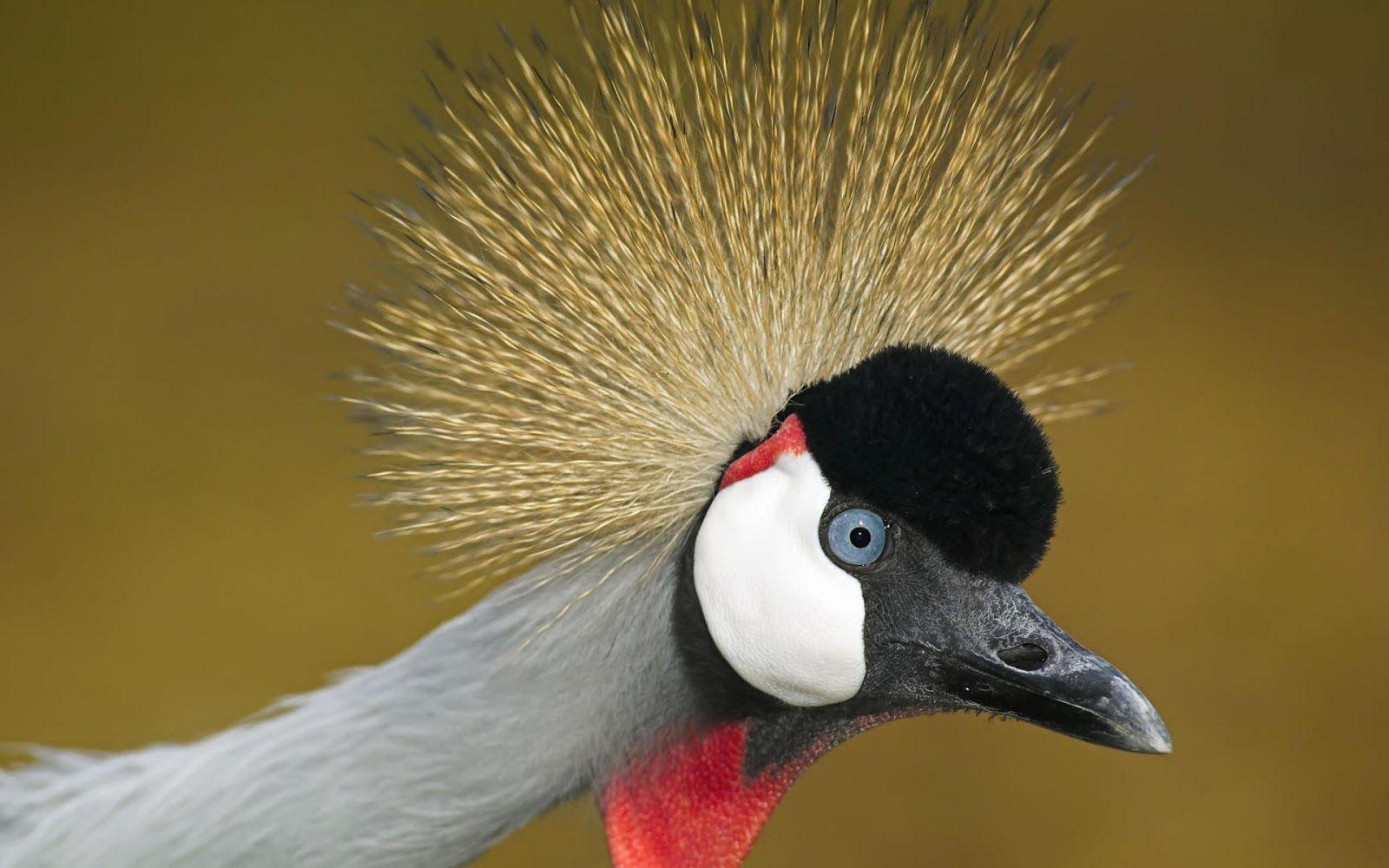 1600x1000 Grey Crowned Crane Uganda National Bird. Full Desktop Background, Desktop