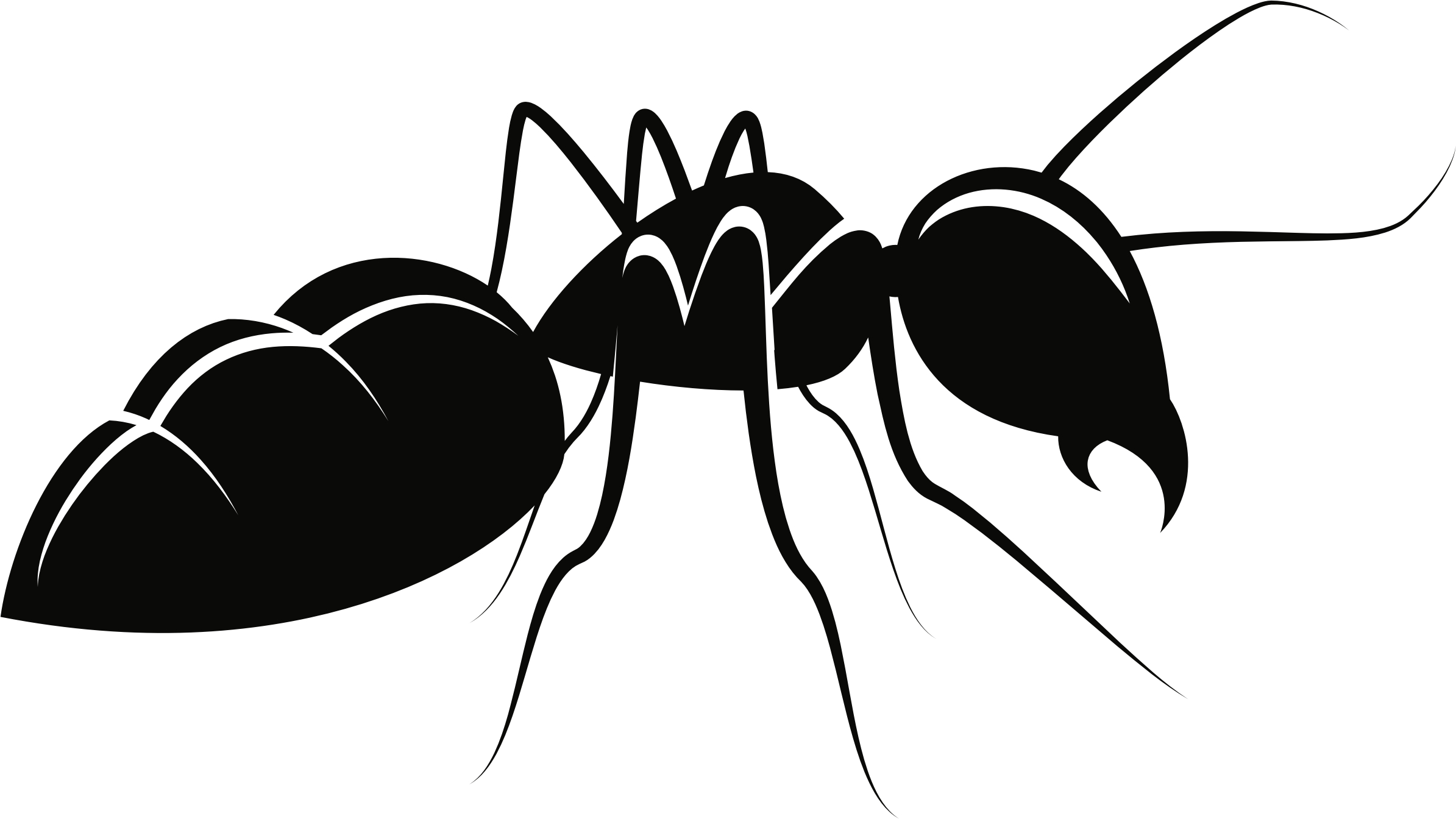 2390x1350 Insect clipart carpenter ant, Insect carpenter ant, Desktop