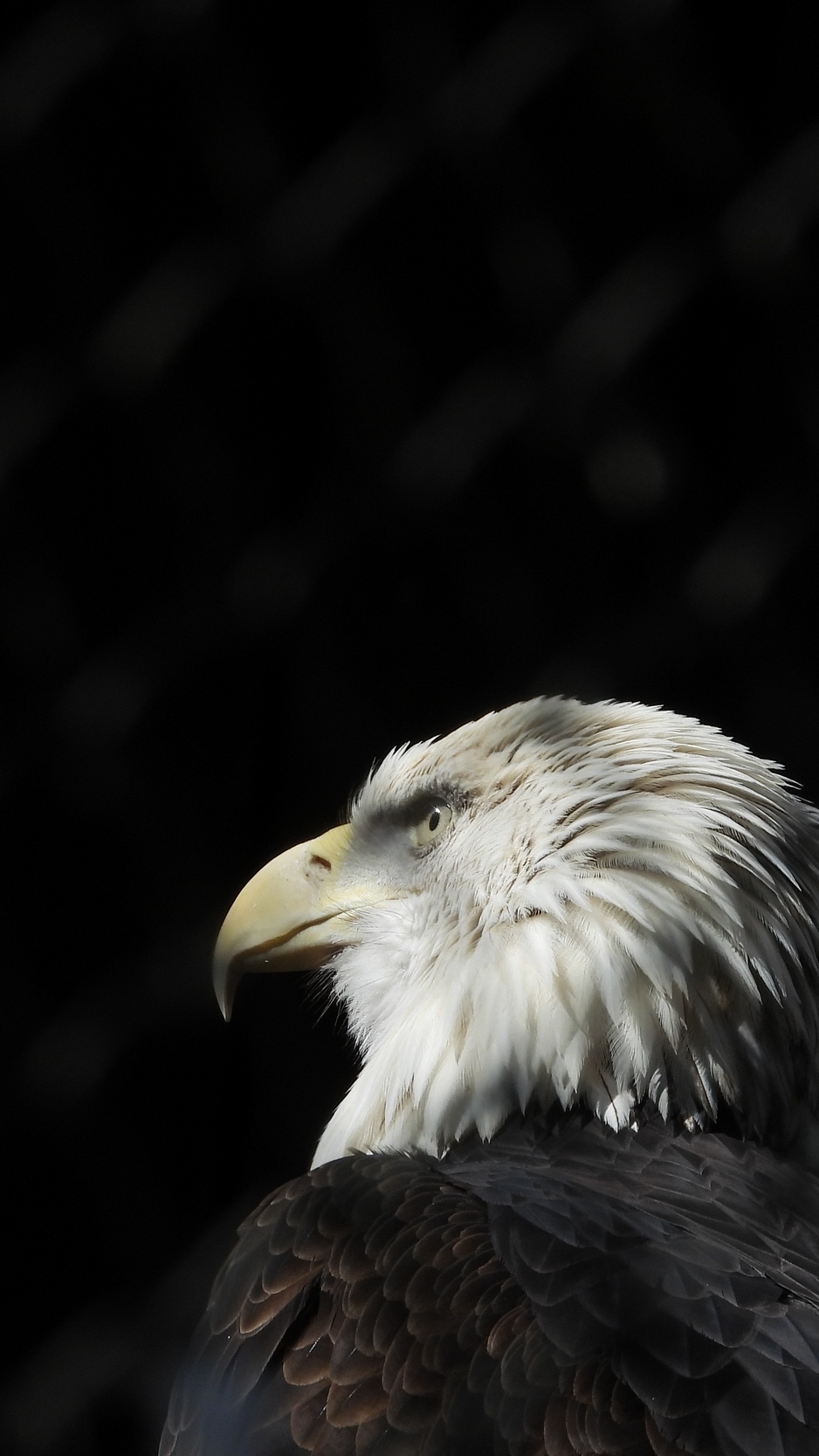 940x1670 Wallpaper Bald Eagle, Eagle, Bird, Beak, Feathers, Black And White HD, Phone