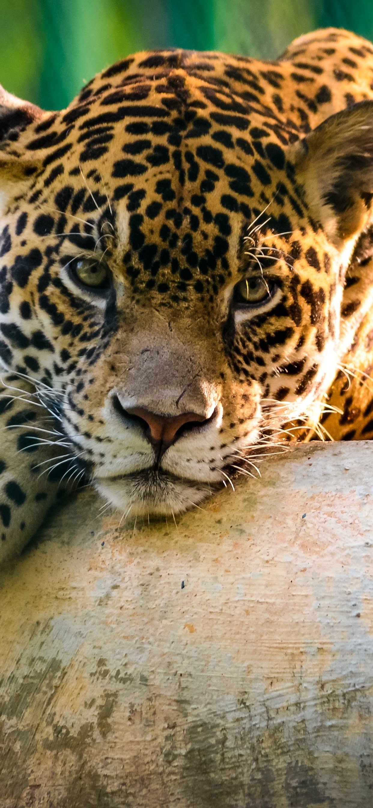 1250x2690 Leopard 4K Wallpaper, Phone