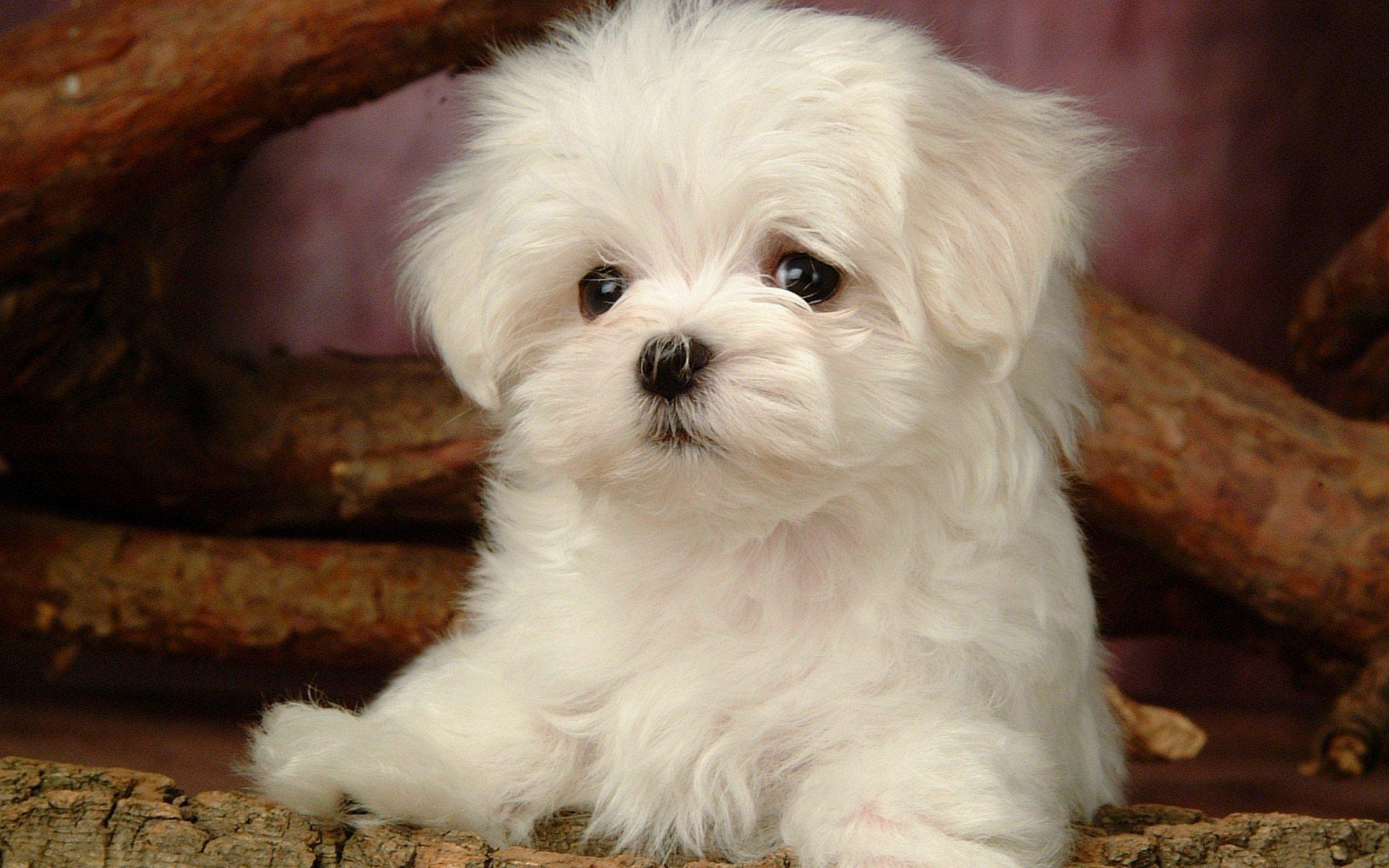 1920x1200 maltese dog. Fluffy Maltese Puppy Dogs Maltese Puppies, Desktop