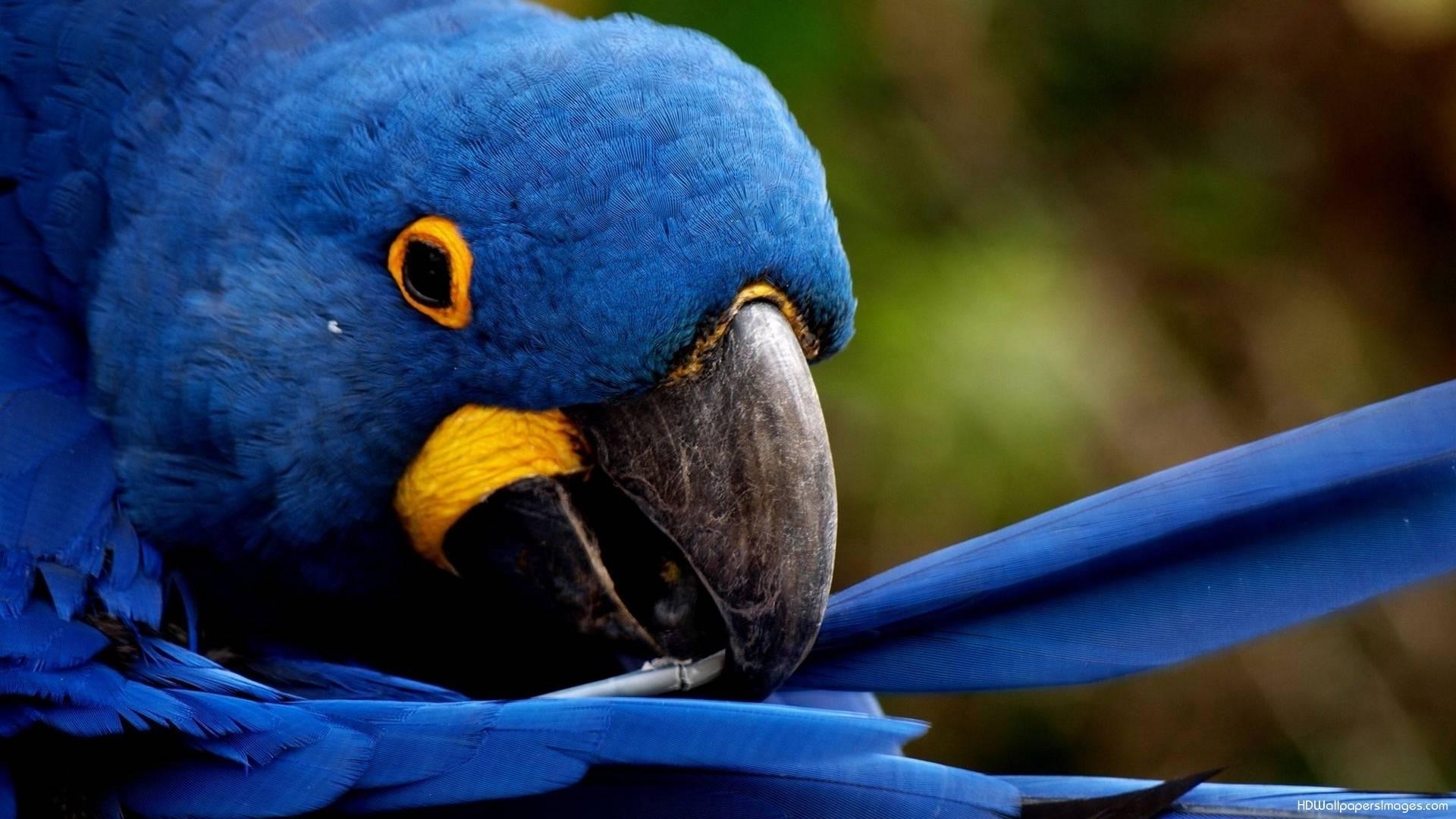 1920x1080 Blue Parrot Wallpaper 2 X 1080, Desktop