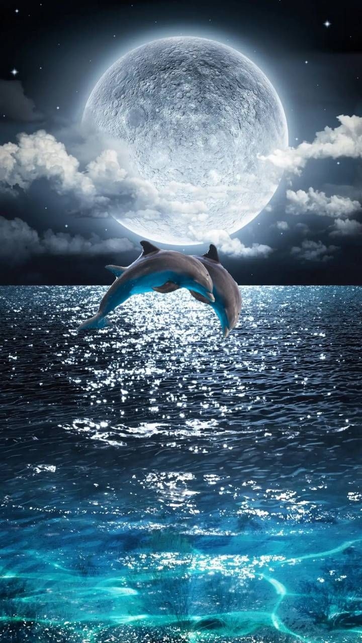 720x1280 Dolphins jumping. Beautiful nature, Phone