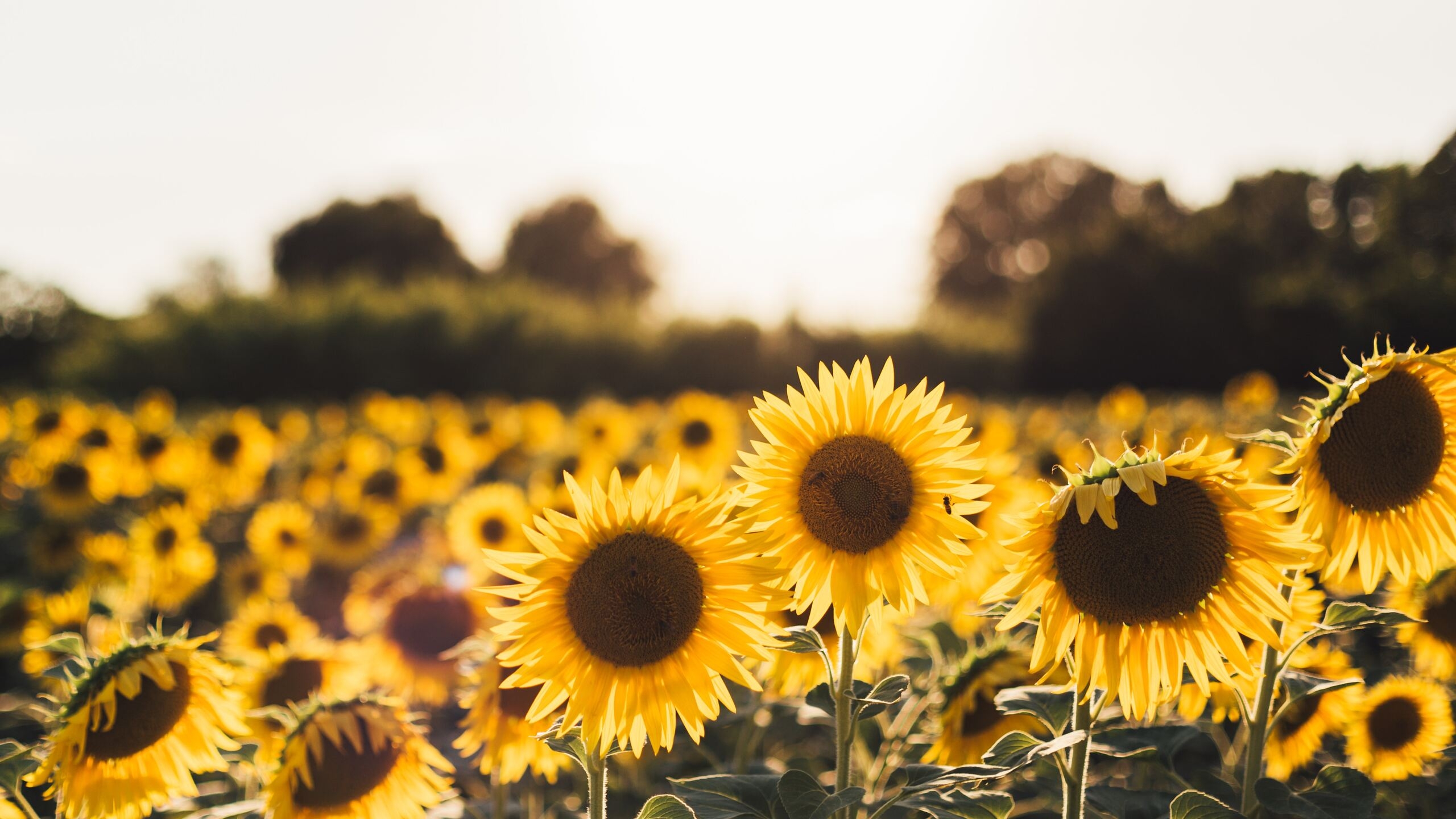 2560x1440 Sunflowers 1440P Resolution HD 4k Wallpaper, Image, Background, Photo and Picture, Desktop