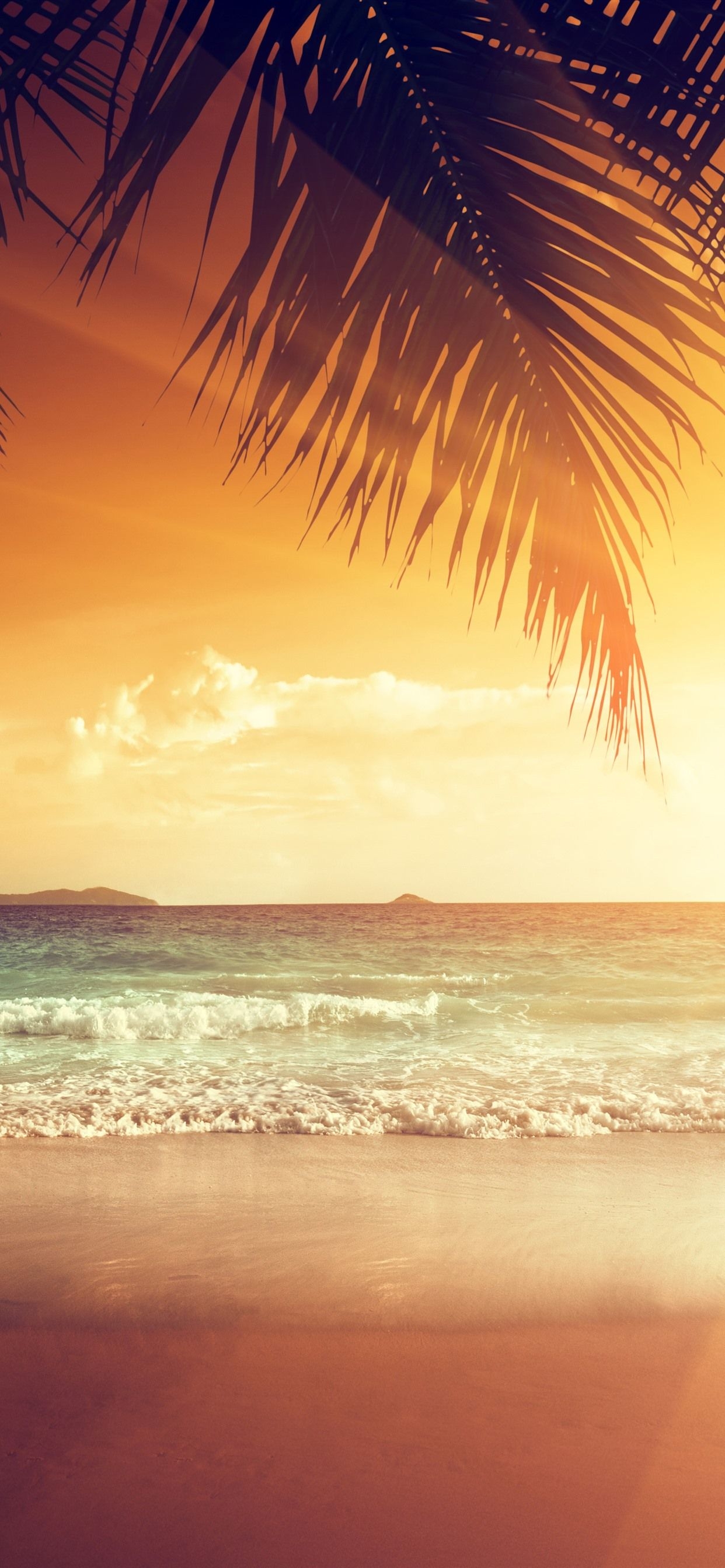 1250x2690 Beautiful sunset, palm tree leaves, beach, sea, tropical, summer, Phone