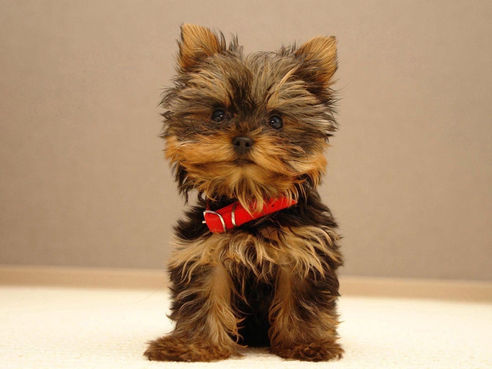 1600x1200 Yorkshire Terrier Dog Wallpaper and Photo Download by PHOTOSof.ORG, Desktop