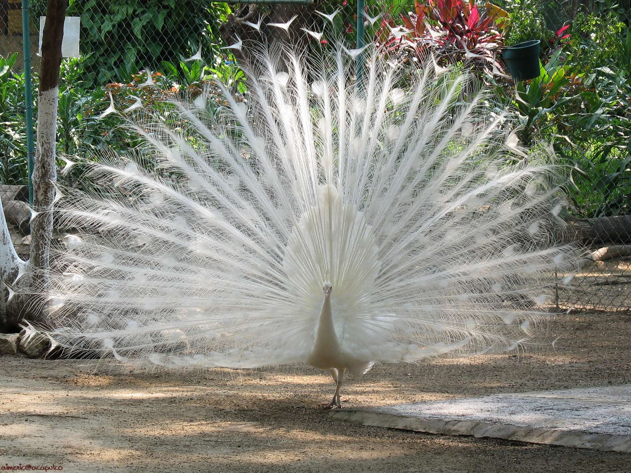 2050x1540 White Peacock Wallpaper and Background, Desktop