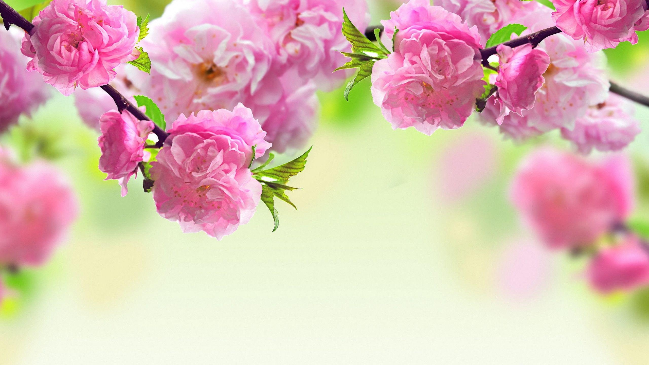 2560x1440 Spring flowers background Wallpaper, Desktop