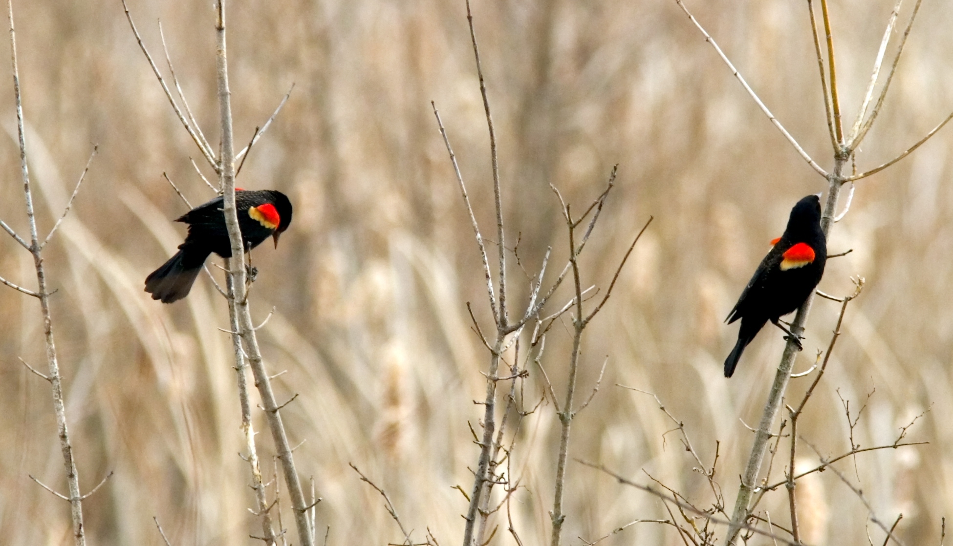 1950x1120 Ohio Bird Photo Collection: Red Winged Male Blackbirds, Desktop