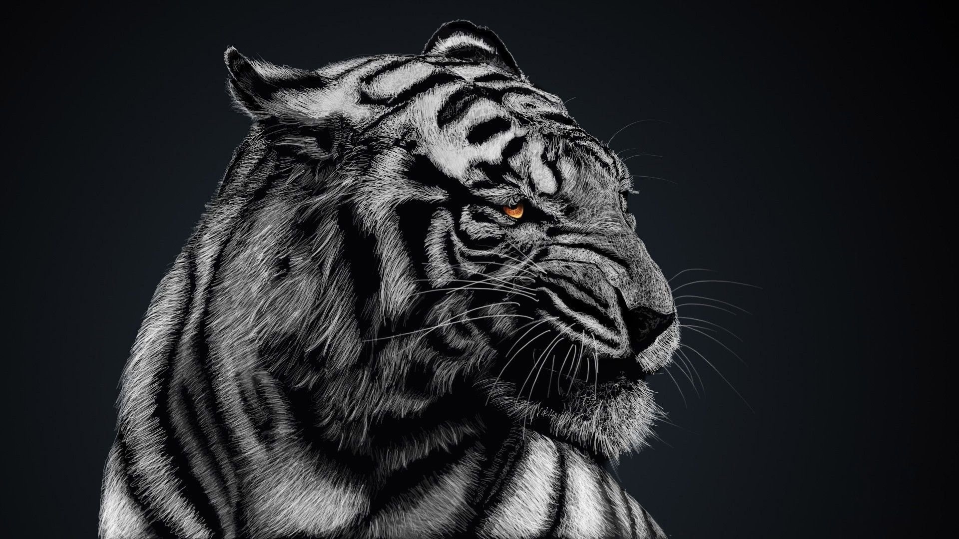 1920x1080 Black And White Tiger Wallpaper High Quality, Animal Wallpaper, Desktop