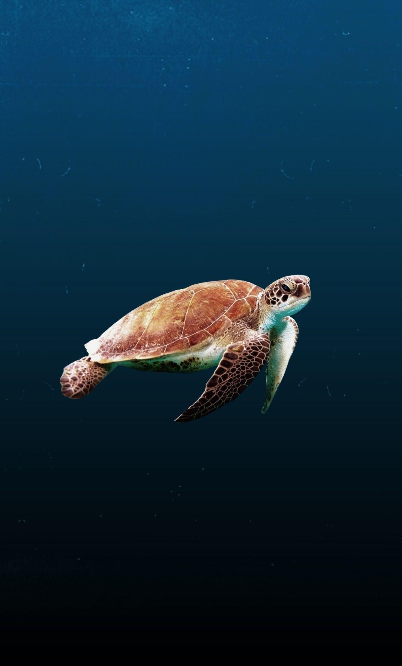 1280x2120 Sea Turtle iPhone Wallpaper Free Sea Turtle iPhone, Phone