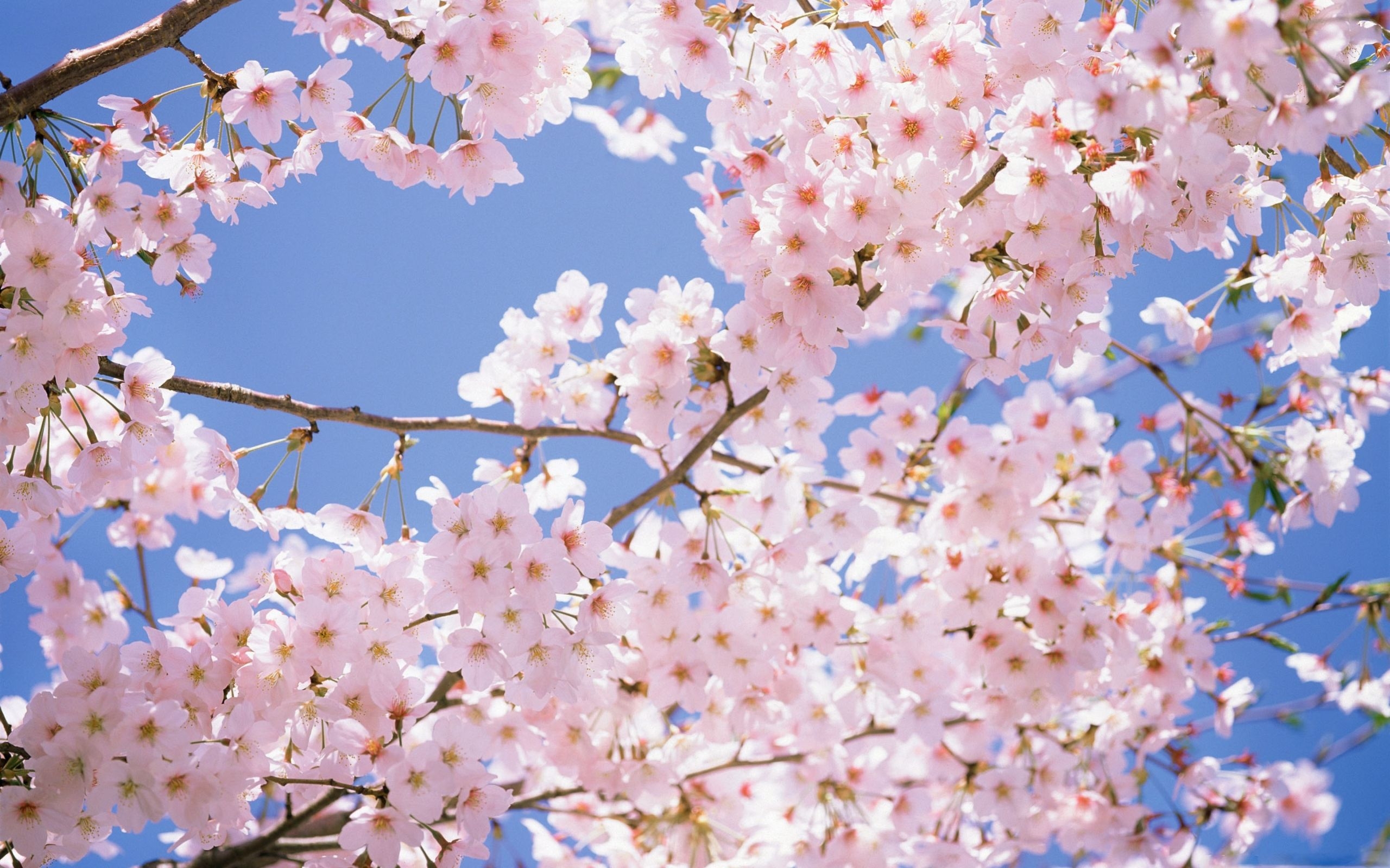 2560x1600 Cherry Blossom Laptop Wallpaper Free Cherry Blossom Laptop Background, Desktop