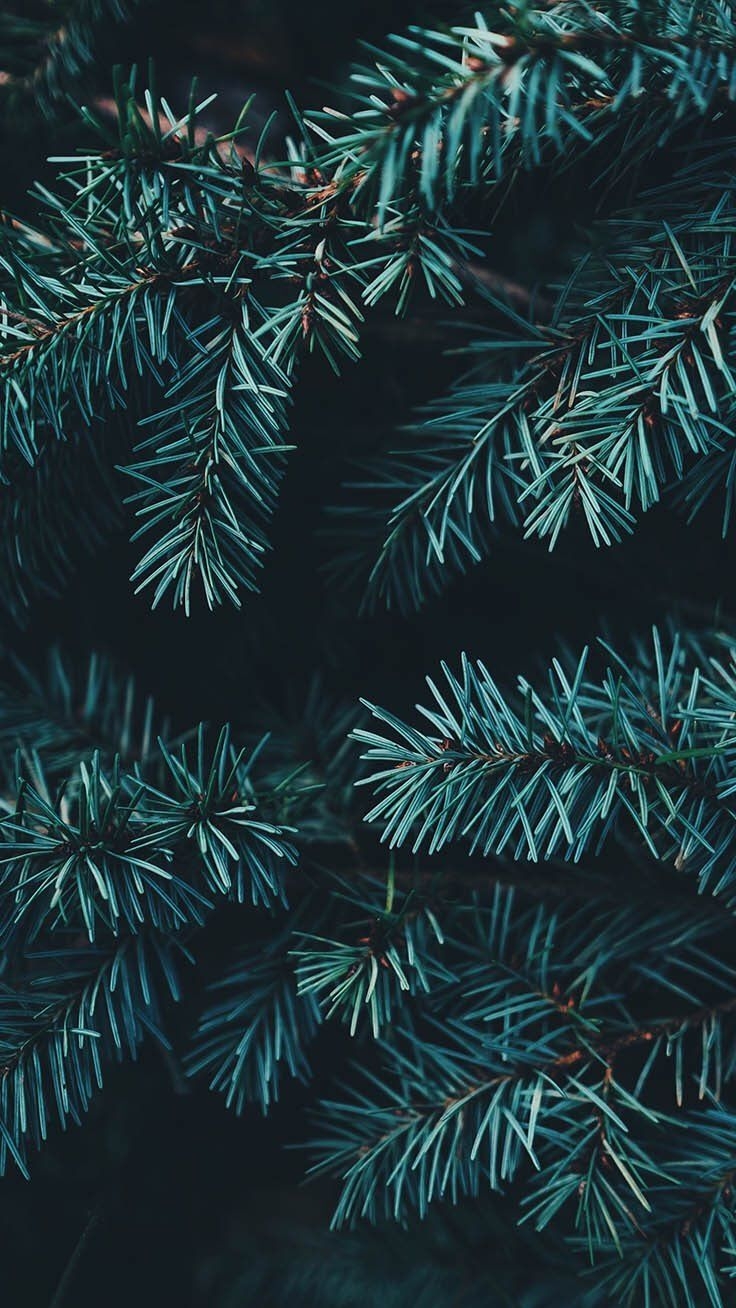 740x1310 iPhone and Android Wallpaper: Pine Tree Background for iPhone and Android. Wallpaper iphone, Baggrund, Baggrunde, Phone